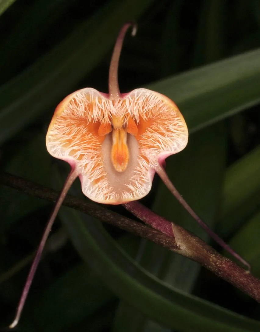 Dracula sodiroi – Dracula orchid, Monkey orchid