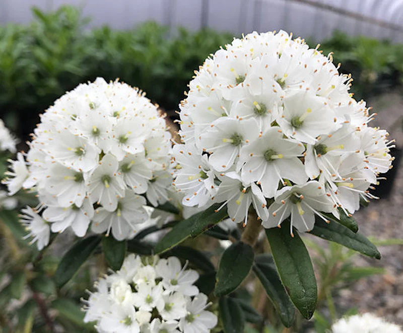Rhododendron diversipilosum Milky Way – azalee de gradina