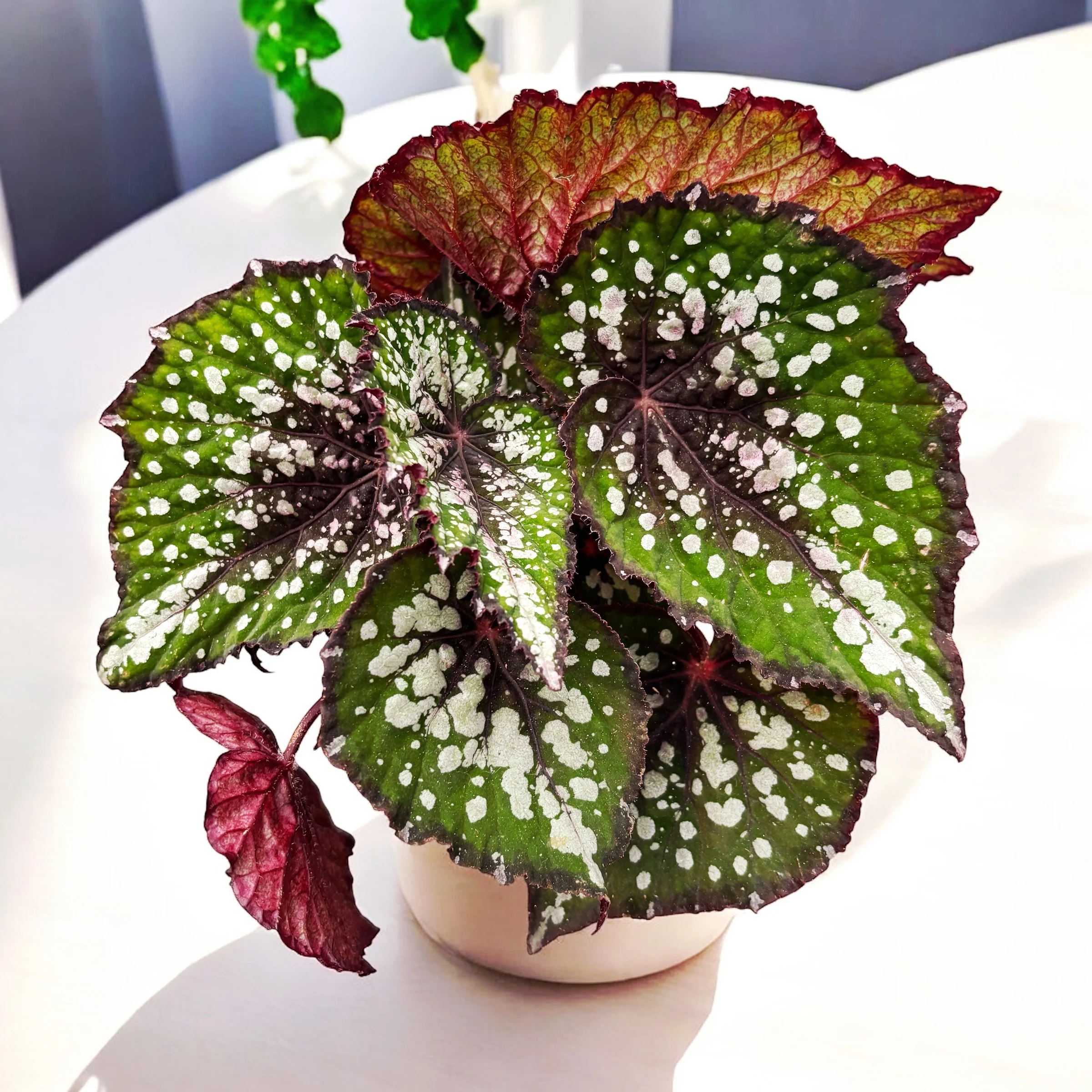 Begonia Magic Colours 'Bostella’