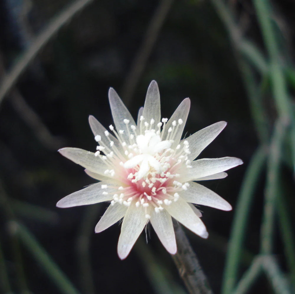 Rhipsalis elliptica XL