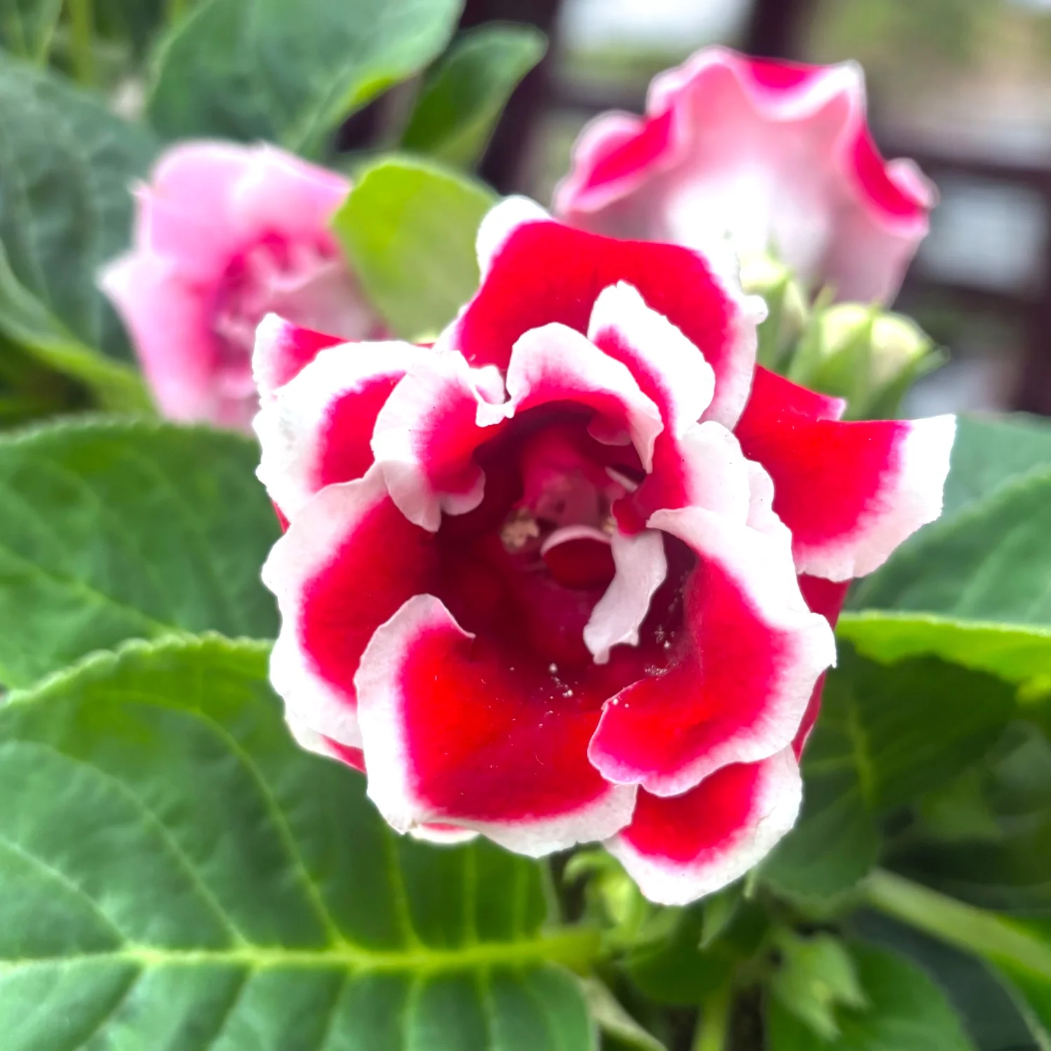 Sinningia Brocade – Gloxinia Sonata floarea dubla bicolora, rosu-alb