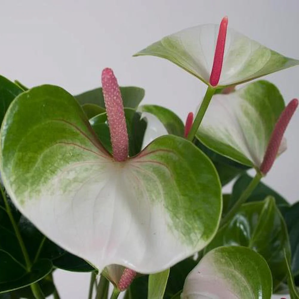 Anthurium Adios Spring – flori spectaculoase