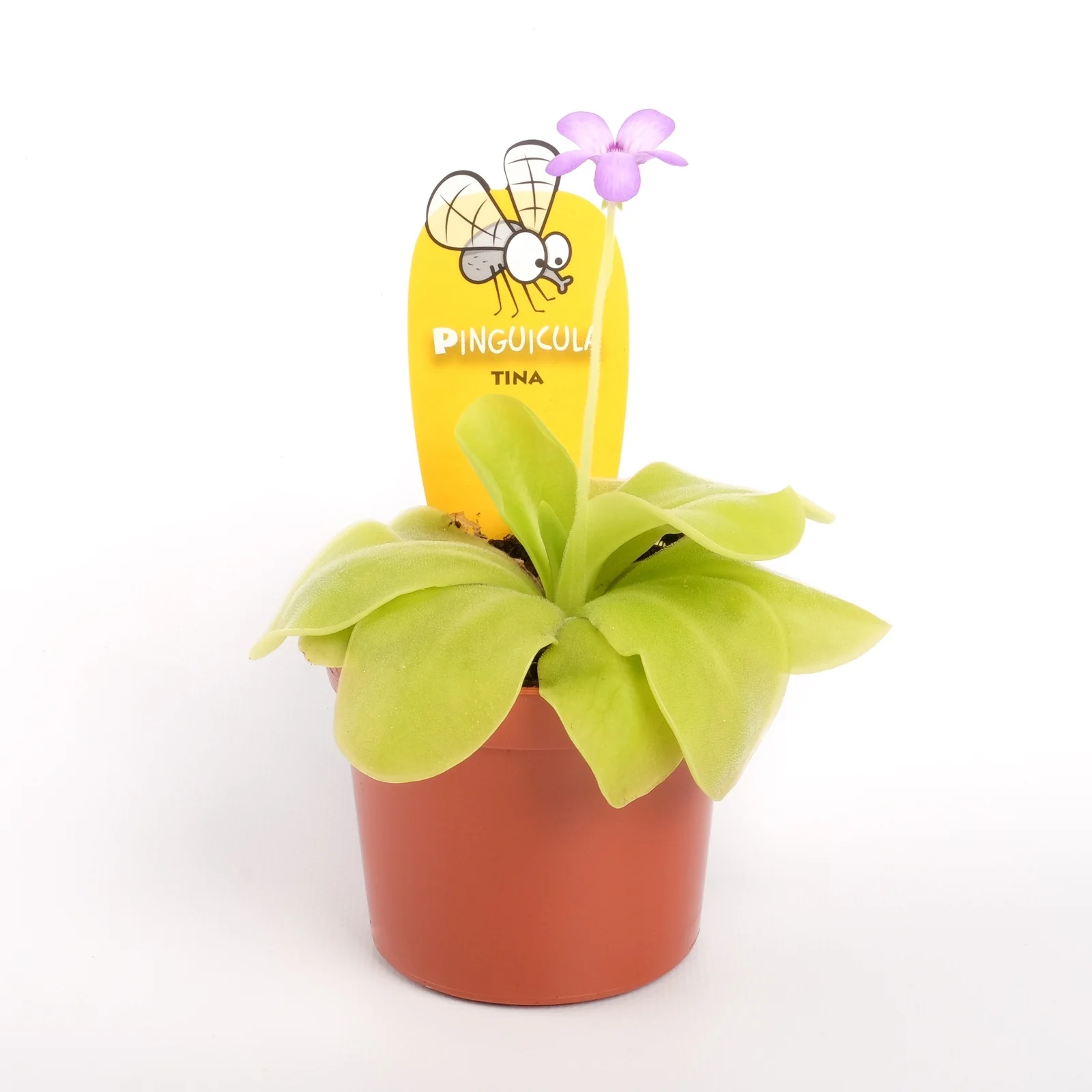 Planta carnivora Pinguicula Tina