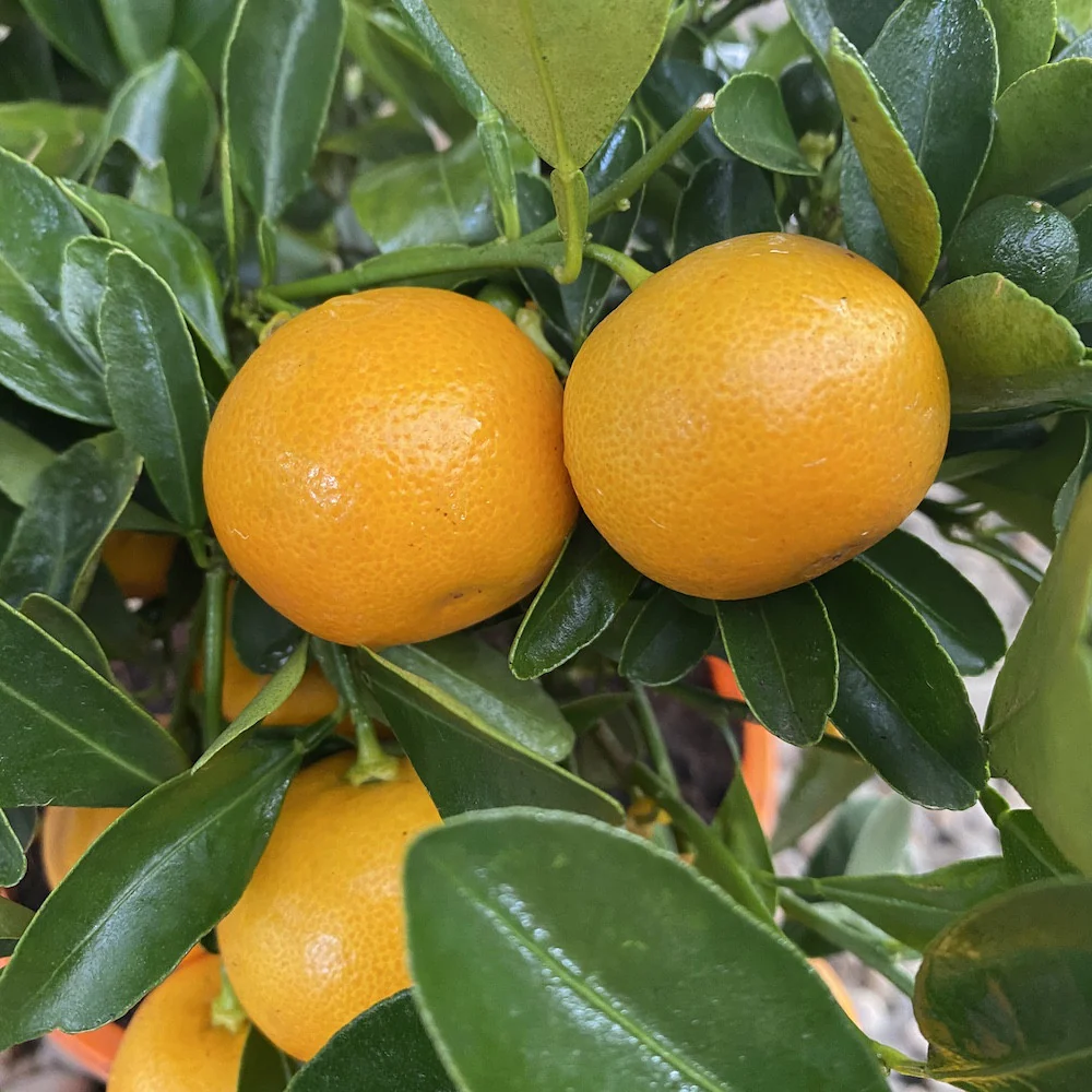 Calamondin Oriana (Citrina) D9 – exemplare tinere