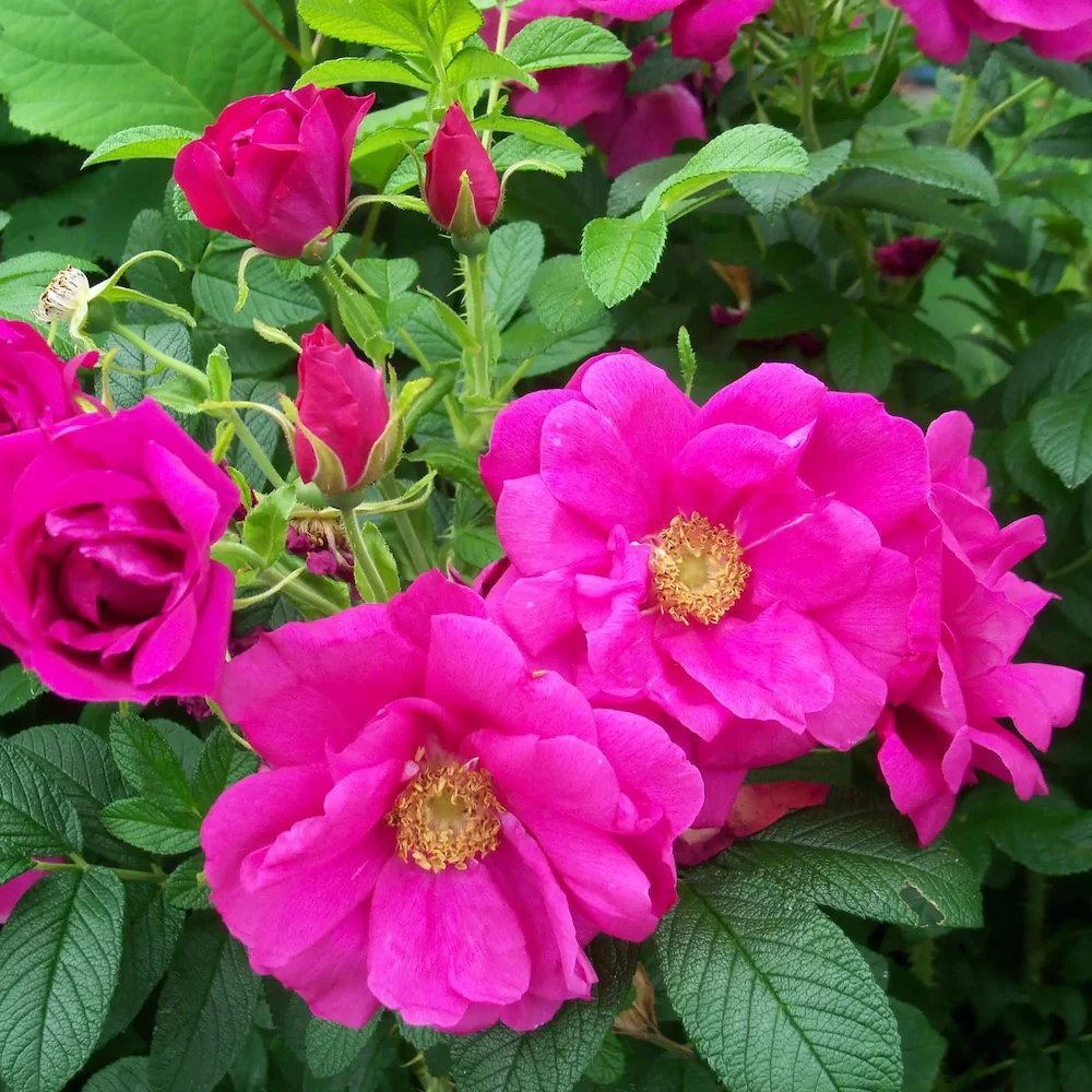 Rosa rugosa 'Rotes Meer’ – Trandafir flori foarte parfumate