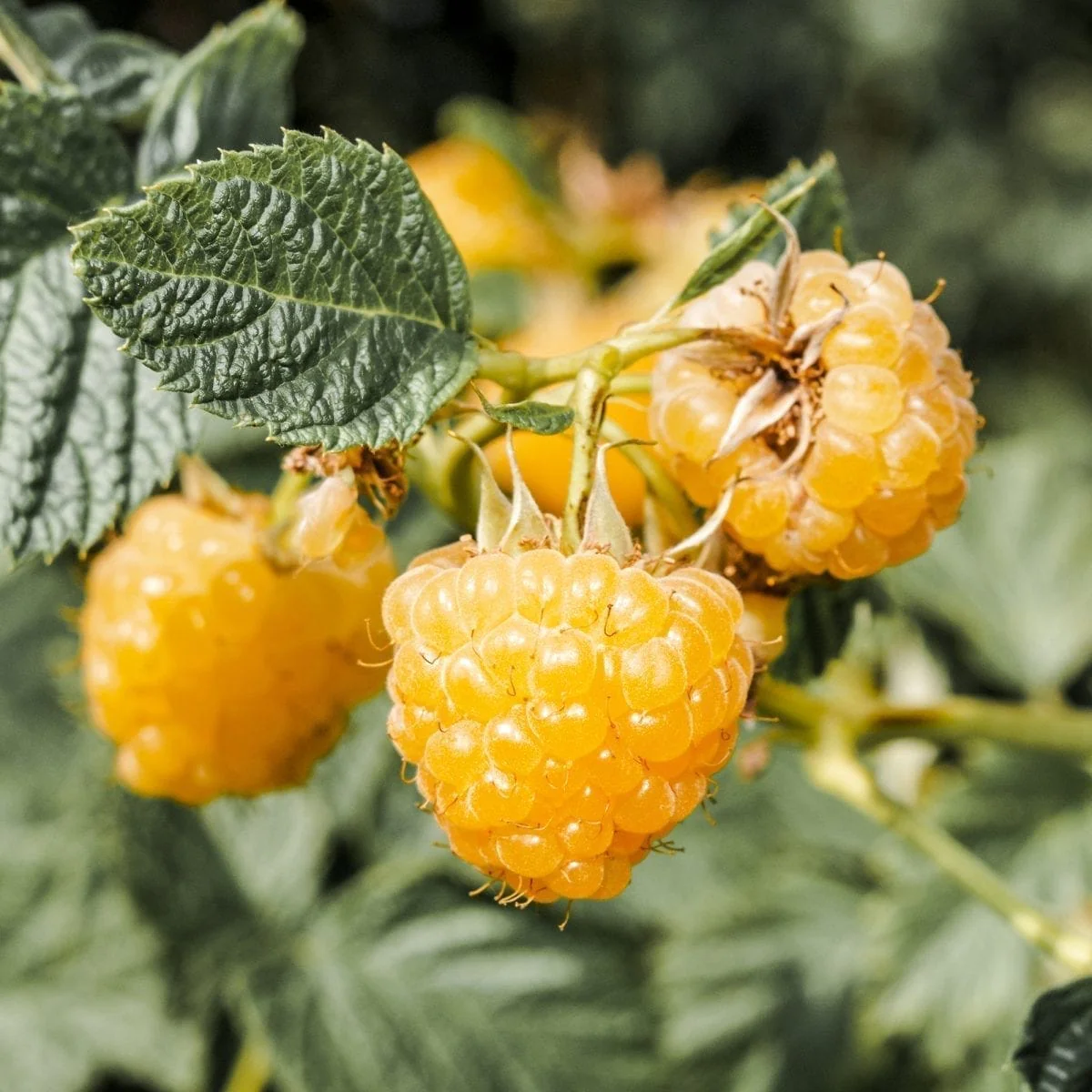 Zmeur cu 2 productii – Rubus Idaeus TwoTimer 'Sugana Yellow’