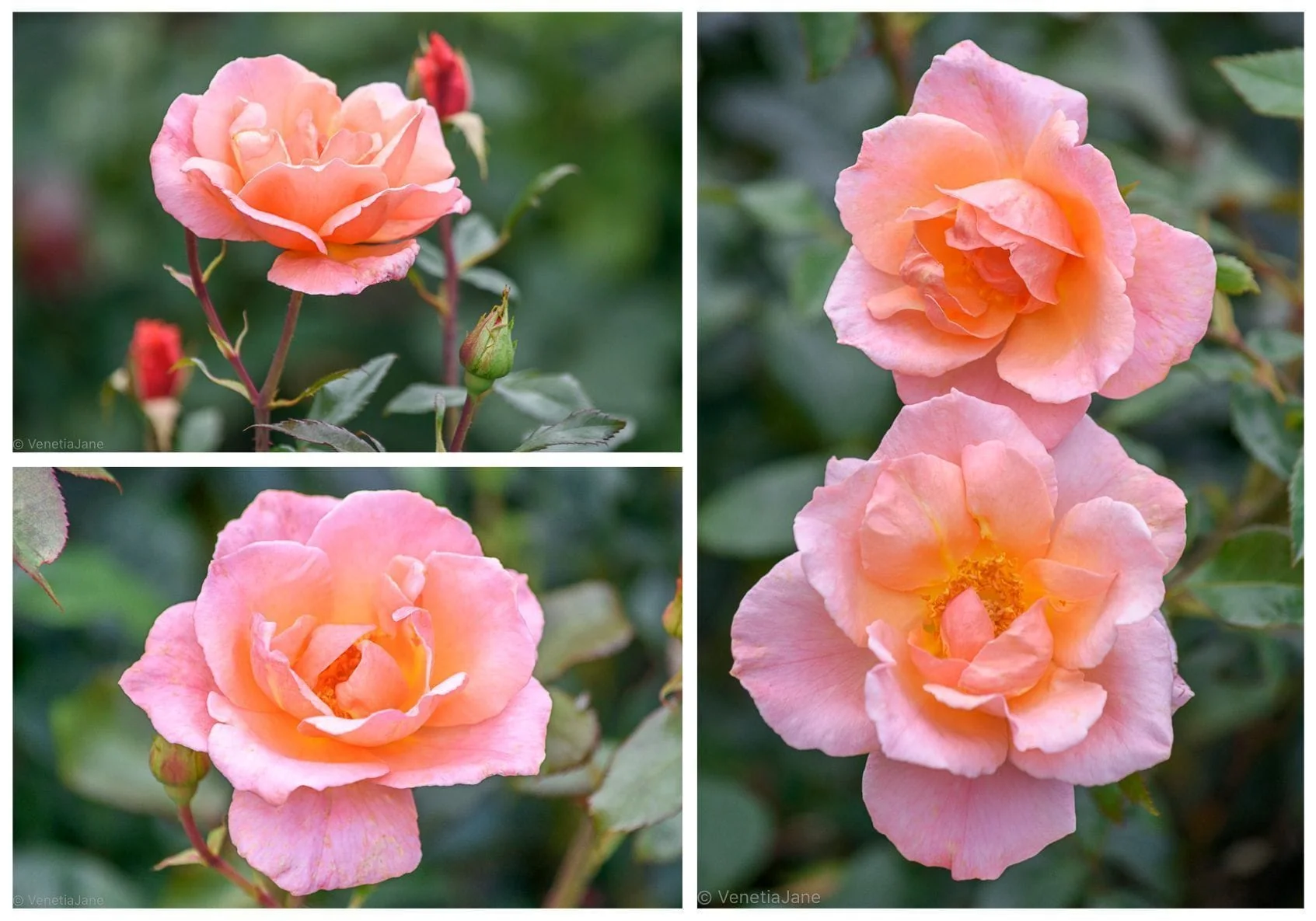 Rosa 'Fragrant Delight’® – Trandafir floribunda, delicat si puternic parfumat