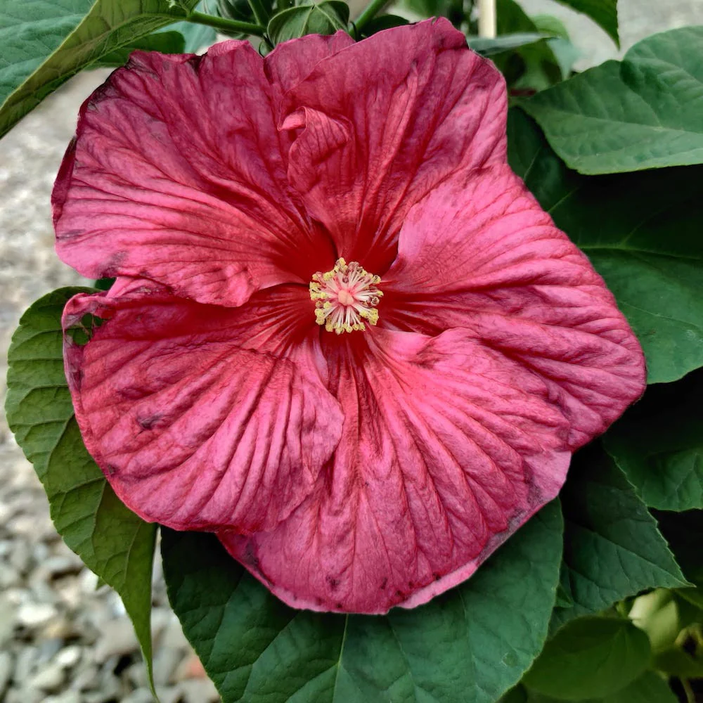 Hibiscus Moscheutos Luna Red, cu flori XXL (de gradina)