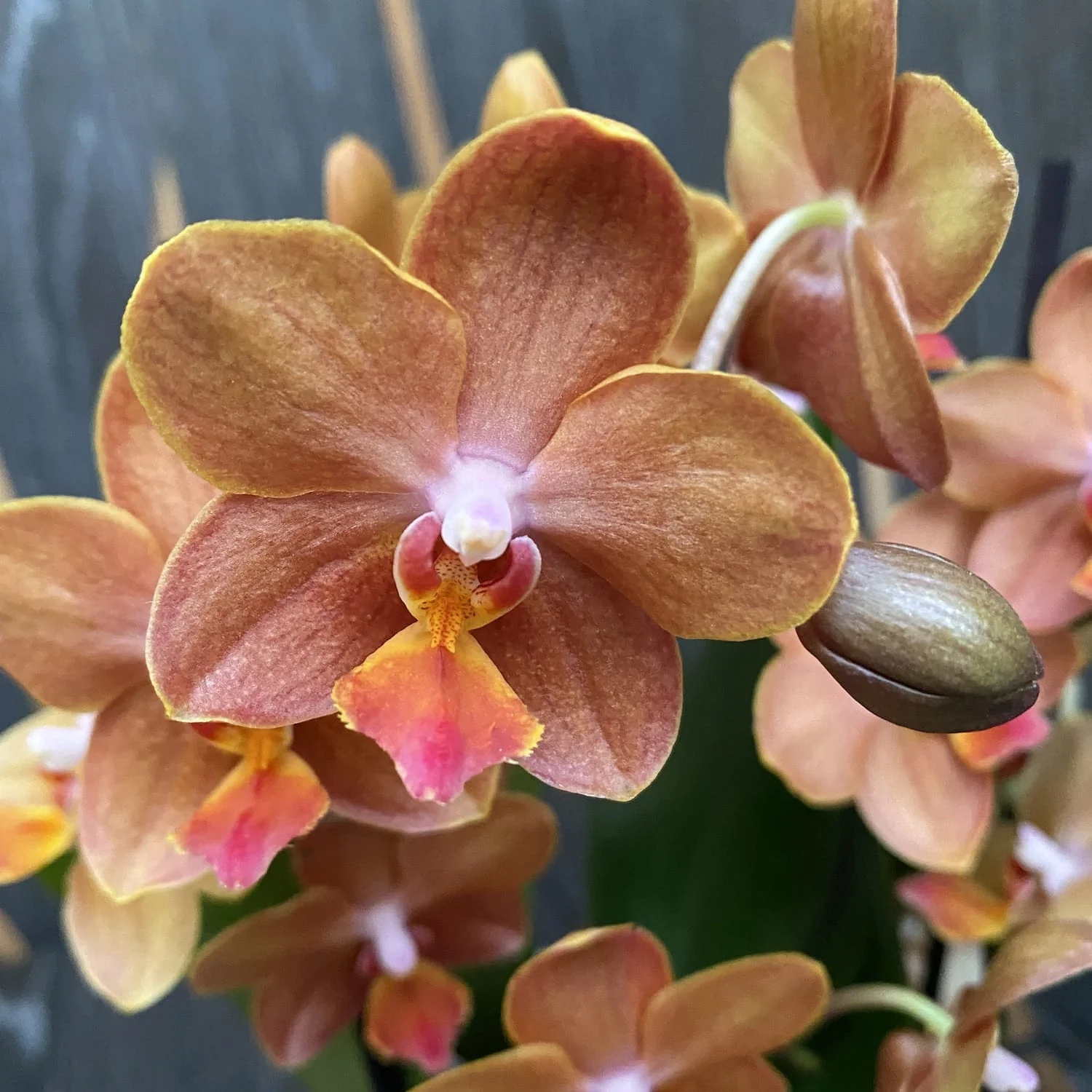 Phalaenopsis speciala PH200 – flori parfumate
