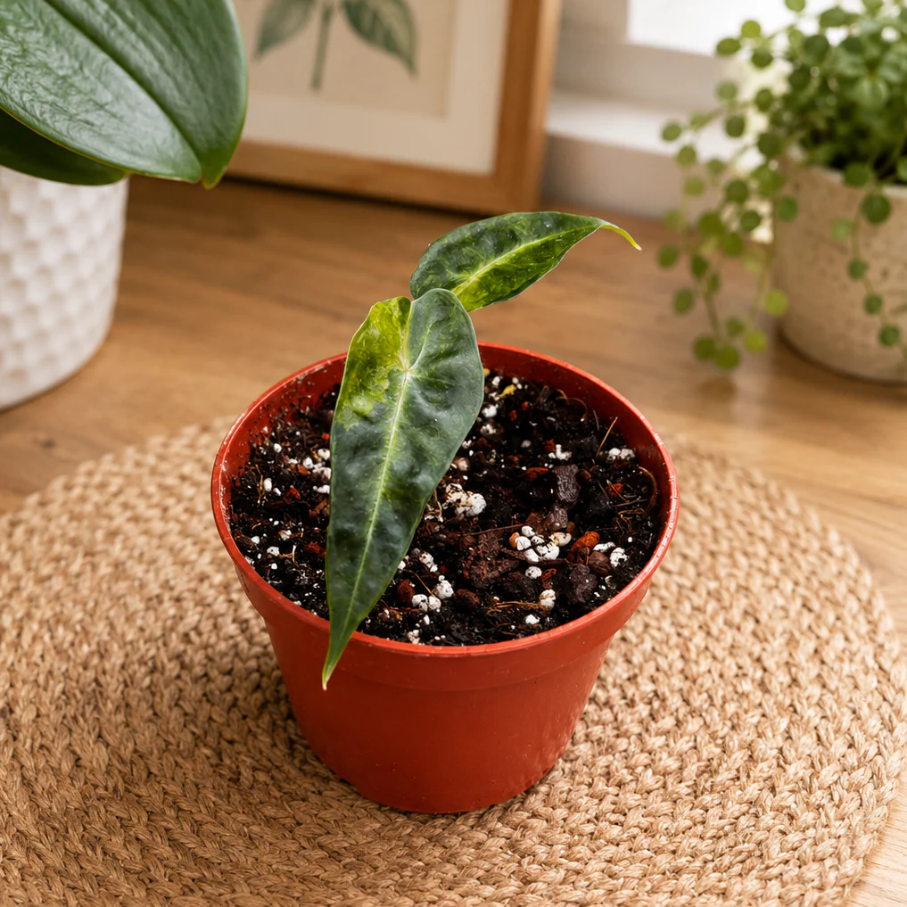 Alocasia 'Polly’ Yellow Variegata