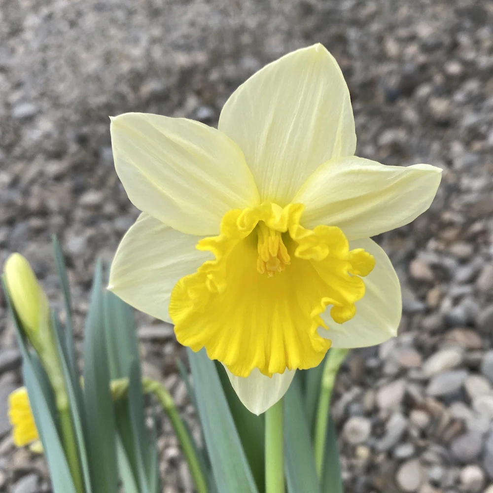 Bulbi de narcise olandeze in ghiveci – Narcissus Kiss Me