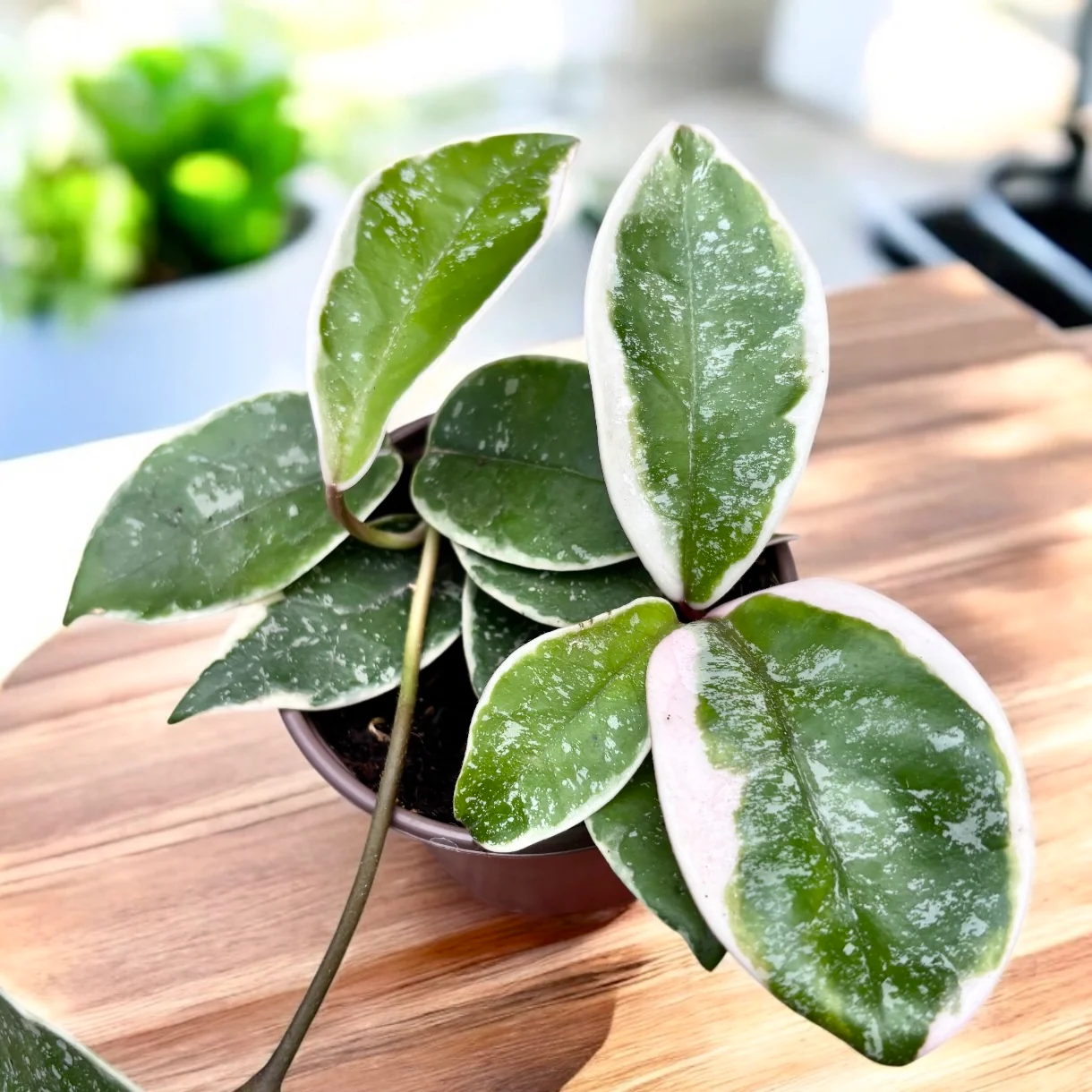 Hoya carnosa 'Krimson Queen’ (splash)