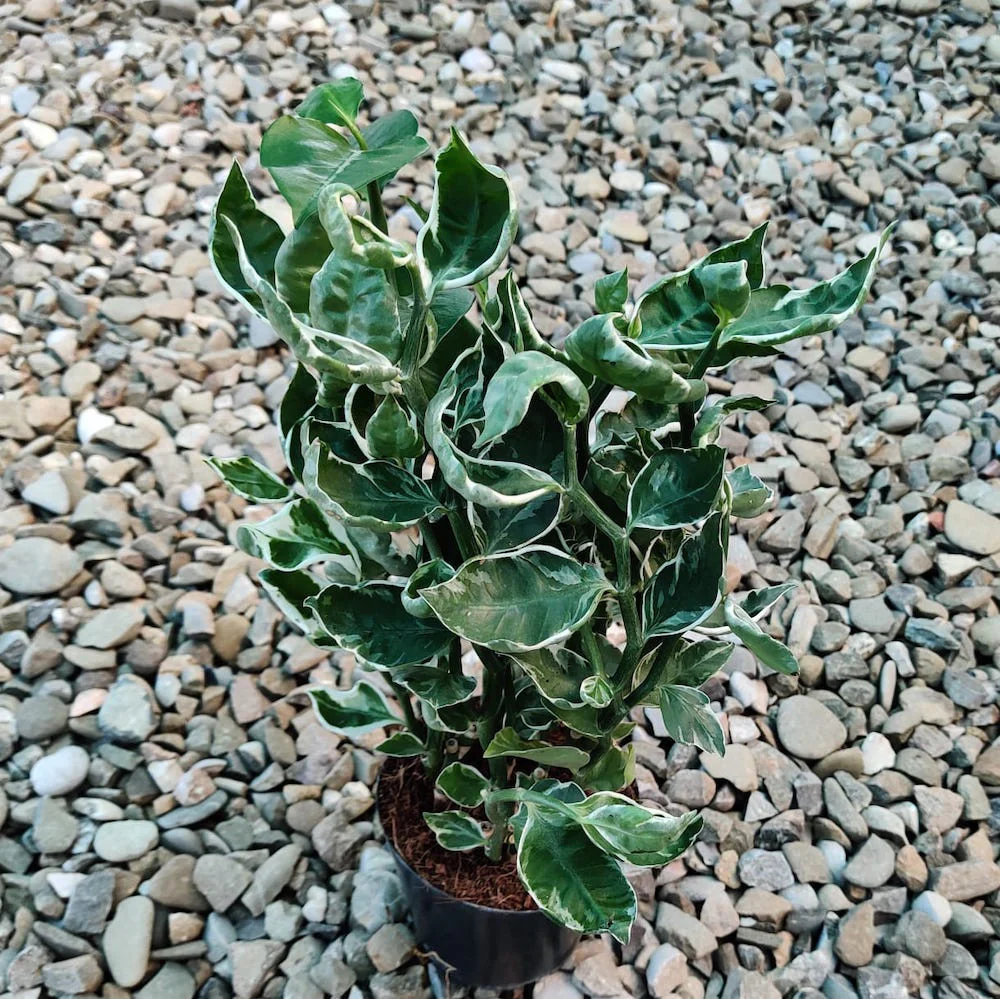 Pedilanthus tithymaloides 'Variegatus’ – Devil’s Backbone