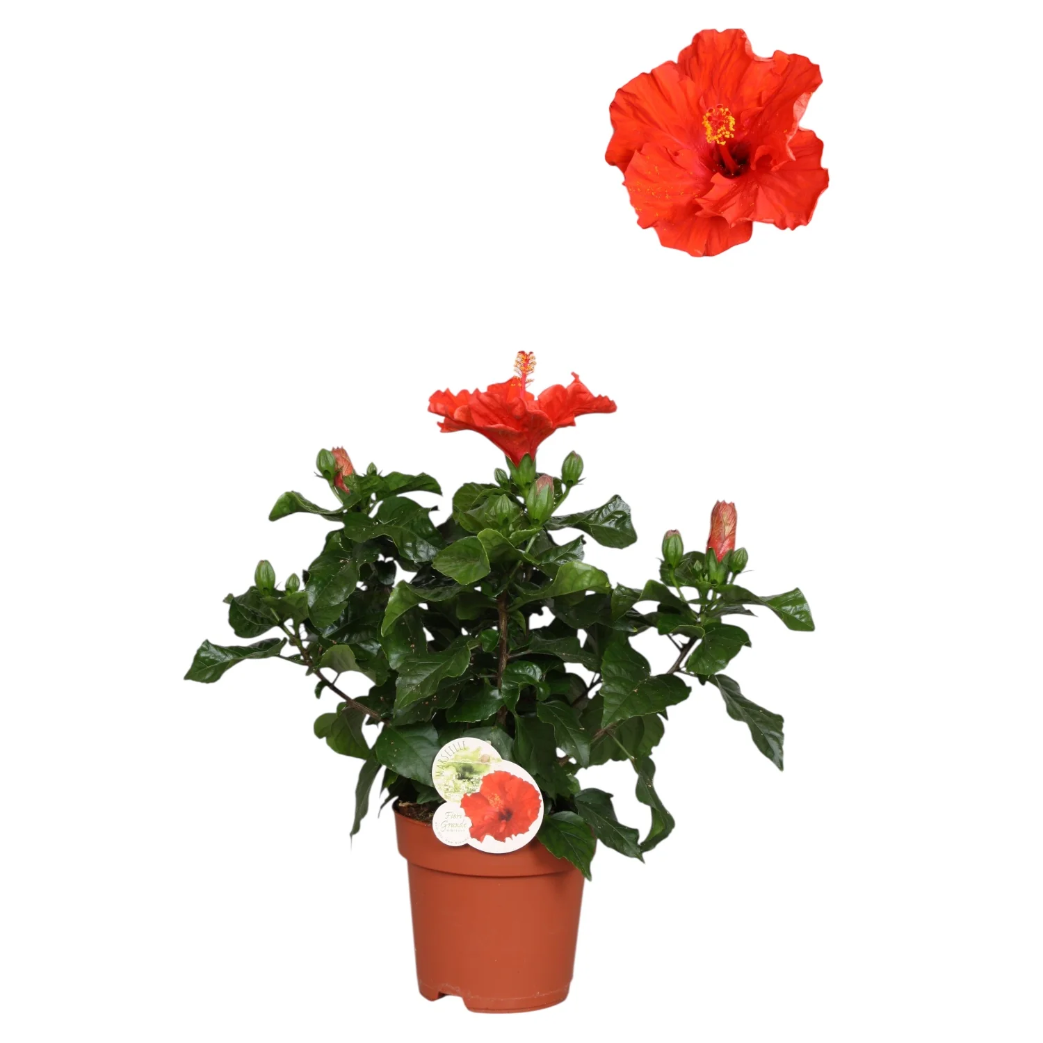 Hibiscus Fiore Grande Marseille – exemplare mari