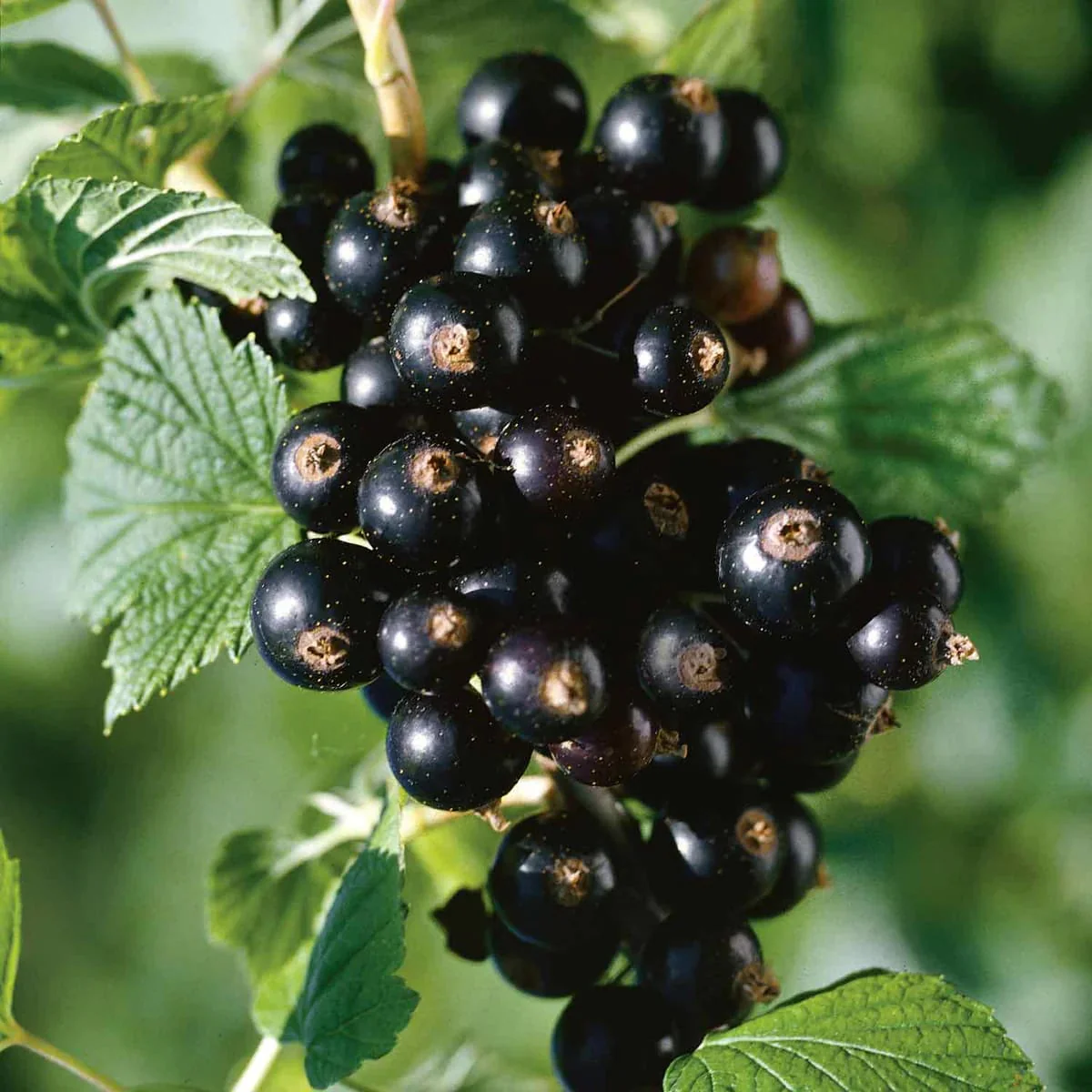 Coacaz negru – Ribes nigrum 'Wellington XXX’
