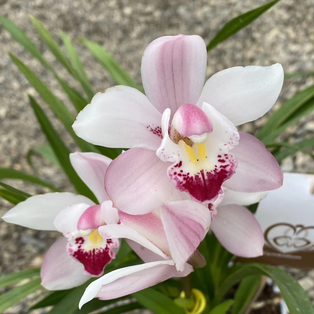 Cymbidium Petite Pink