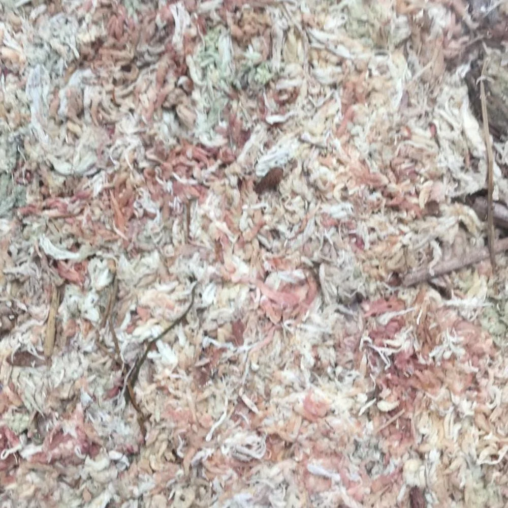 Sphagnum Moss premium deshidratat (Chile, 5 stars)
