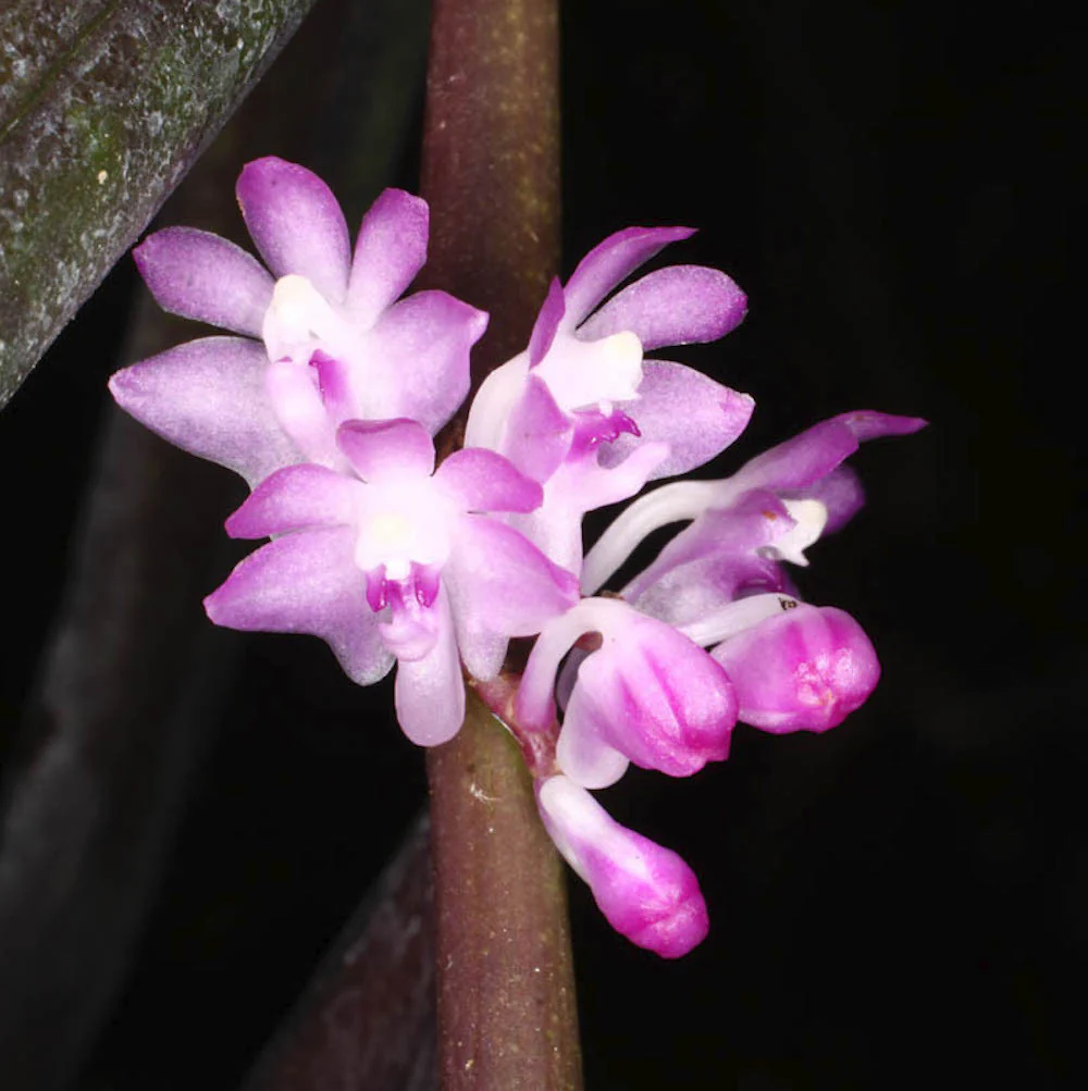 Trichoglottis latisepala * parfumata