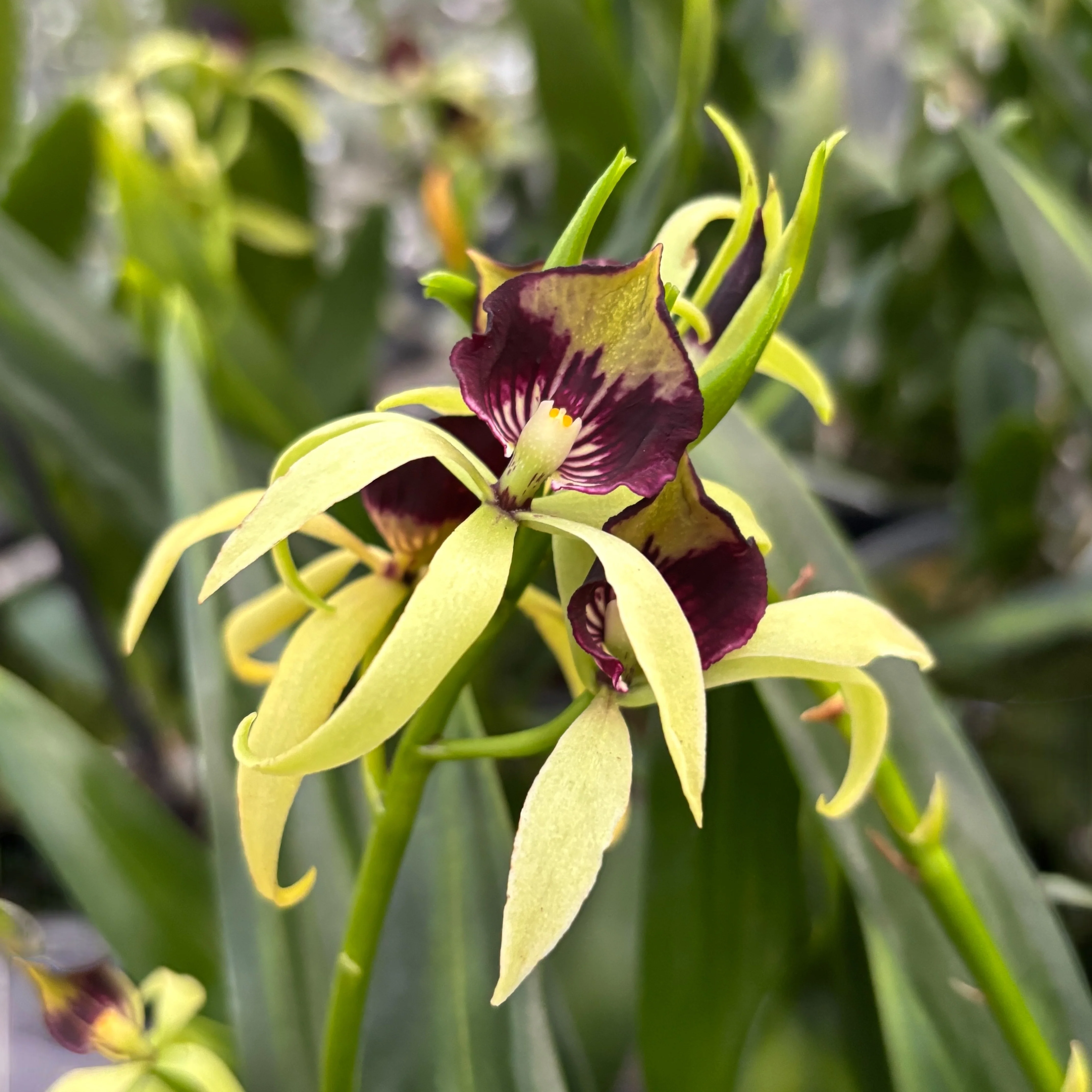 Encyclia (Prostechea) Green Hornet – flori parfumate