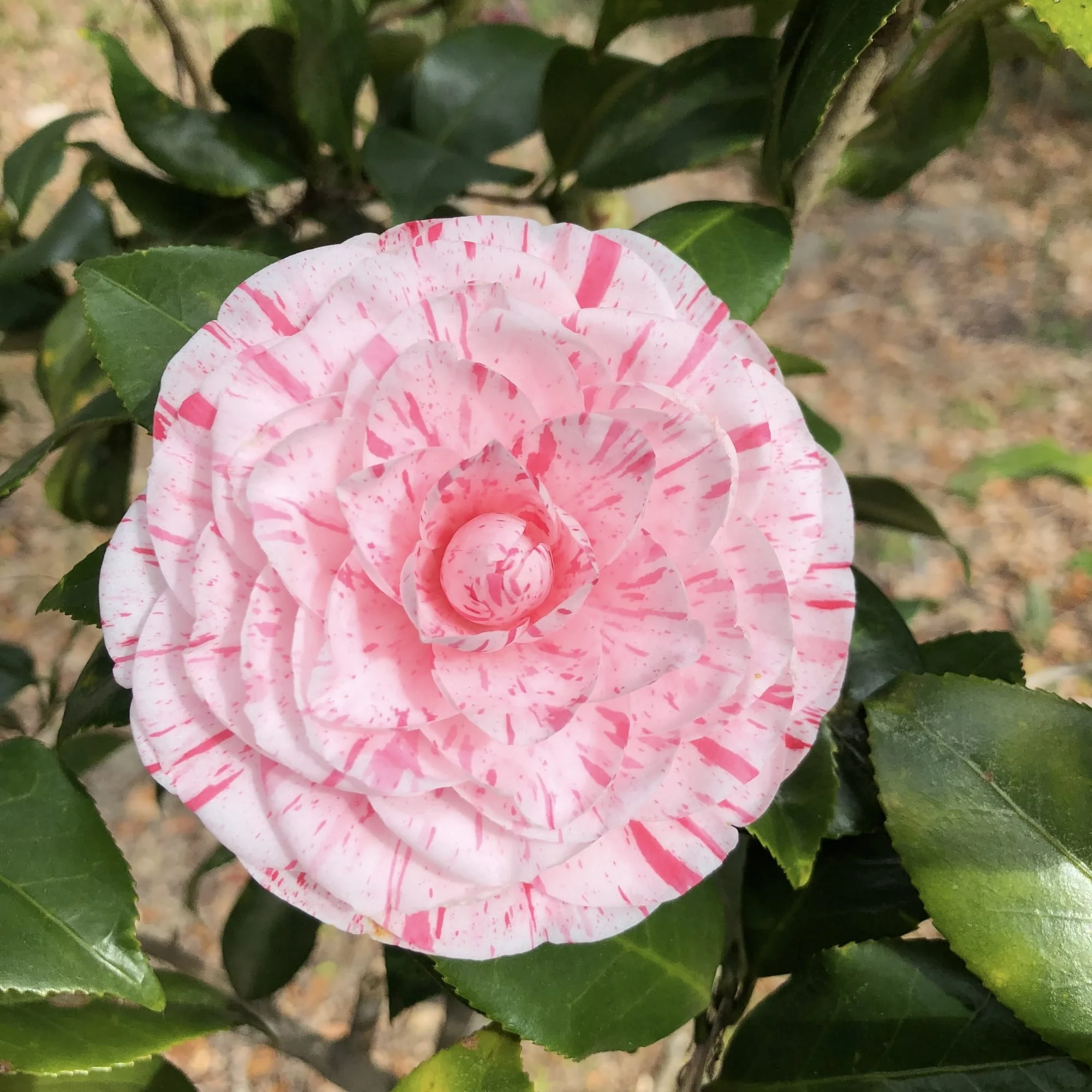 Camellia japonica 'Angela Cocchi’ – floare dubla (rezistenta la inghet)