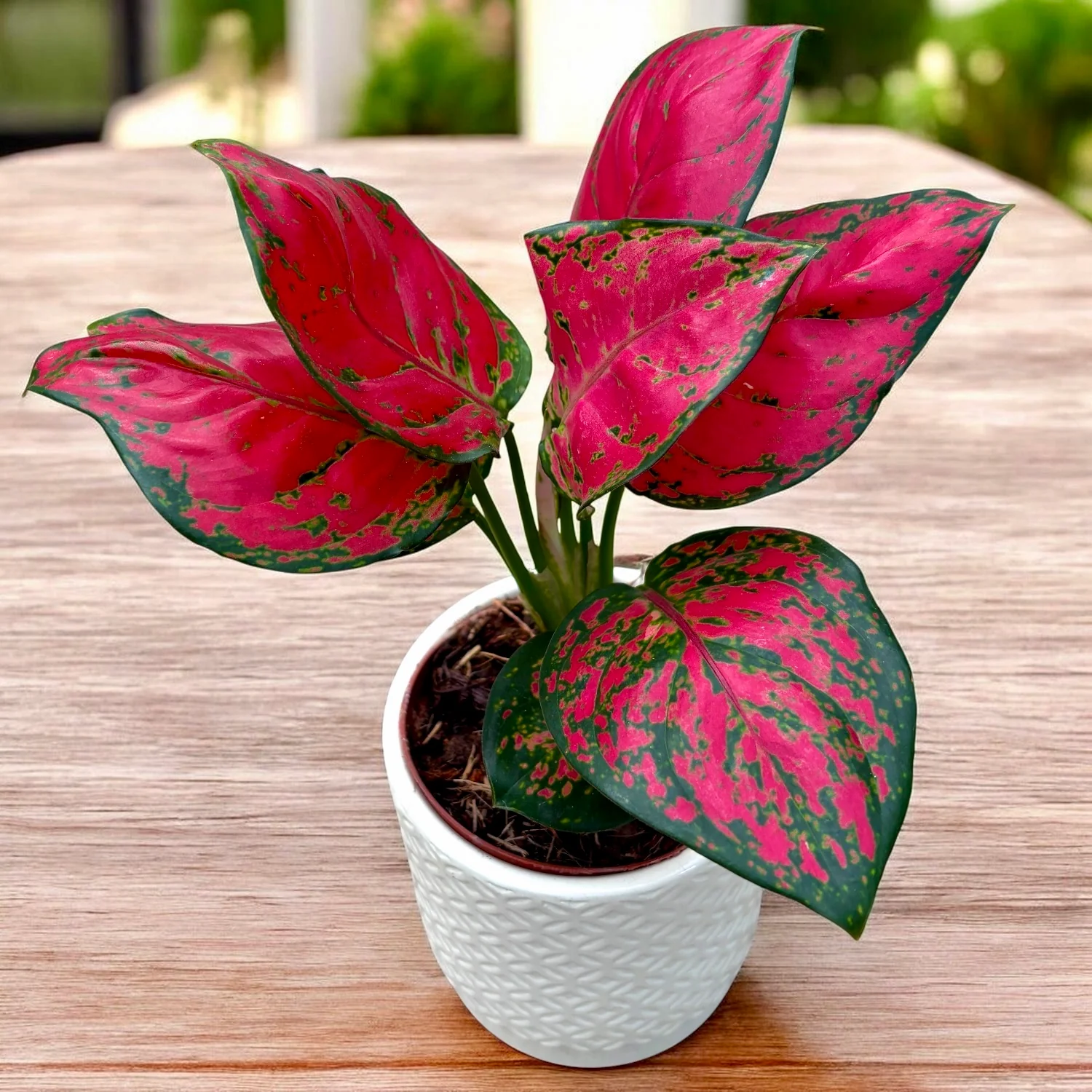 Aglaonema 'Beautiful Red’