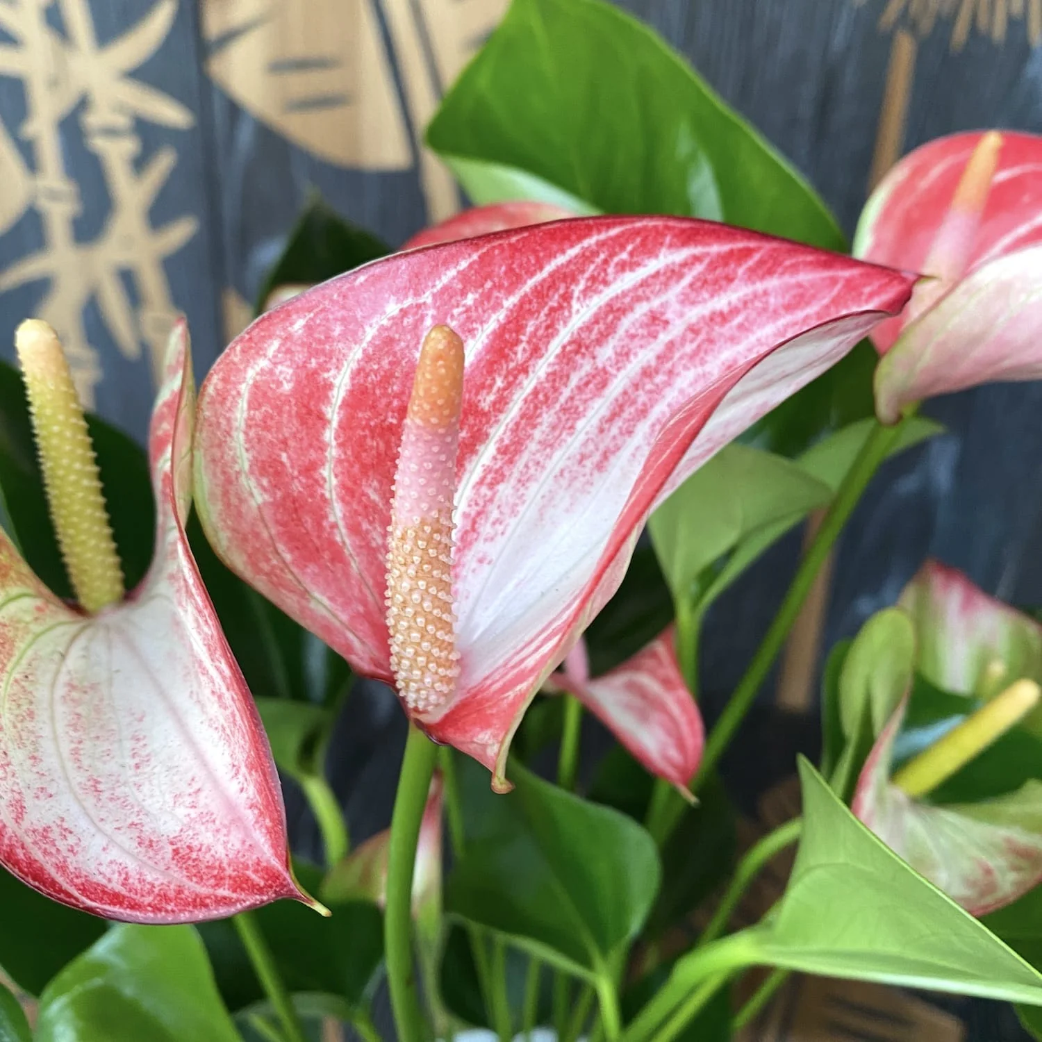 Anthurium Livium – varietate spectaculoasa
