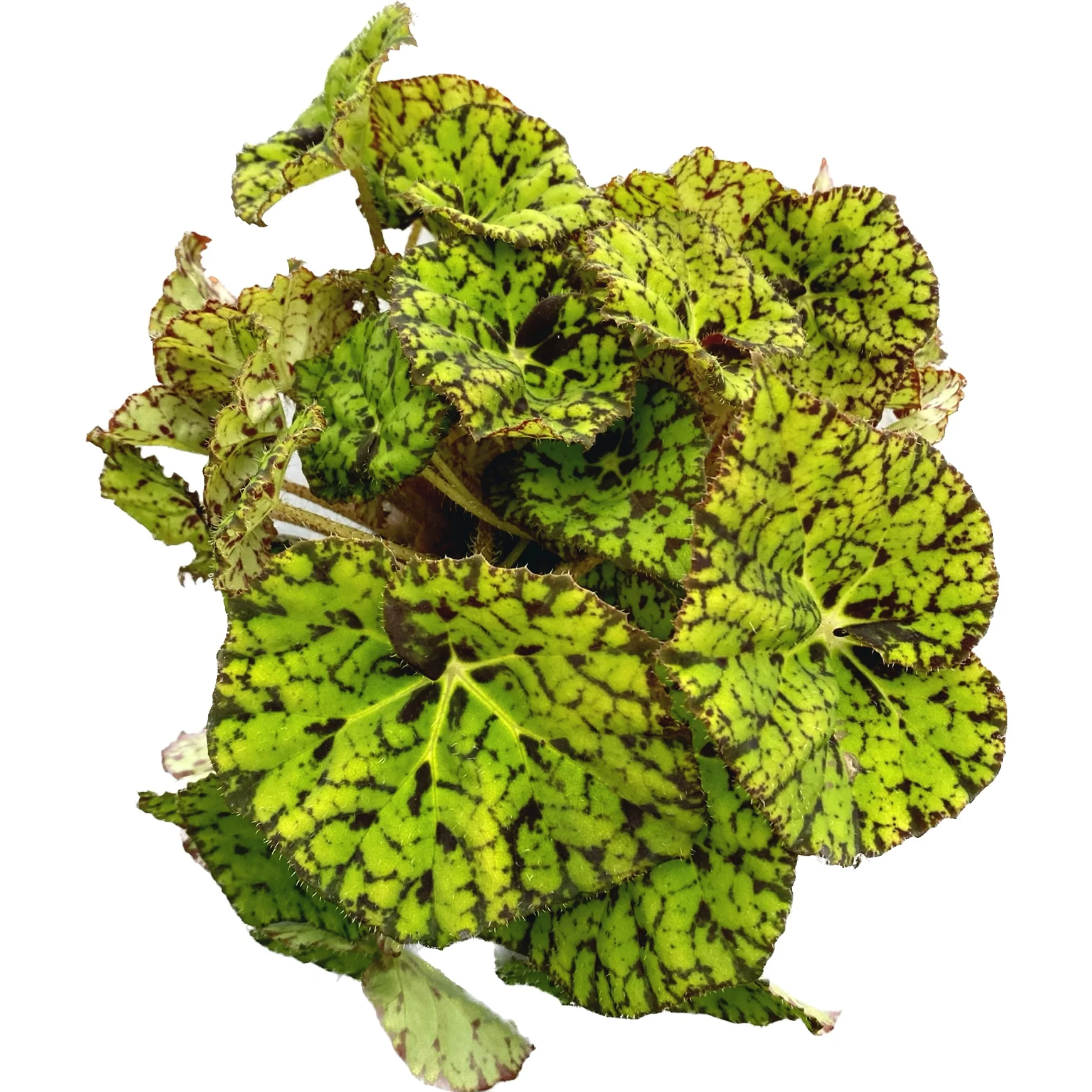 Begonia 'Lime Fever’