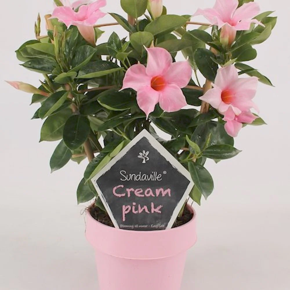 Sundaville – Dipladenia Cream Pink (flori parfumate)