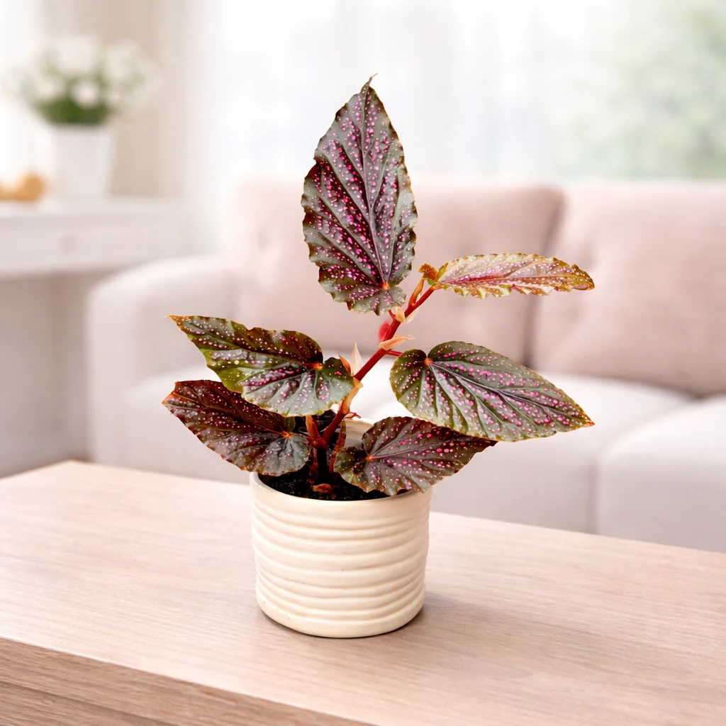 Begonia 'Polka Dot Pink’ (babyplant)