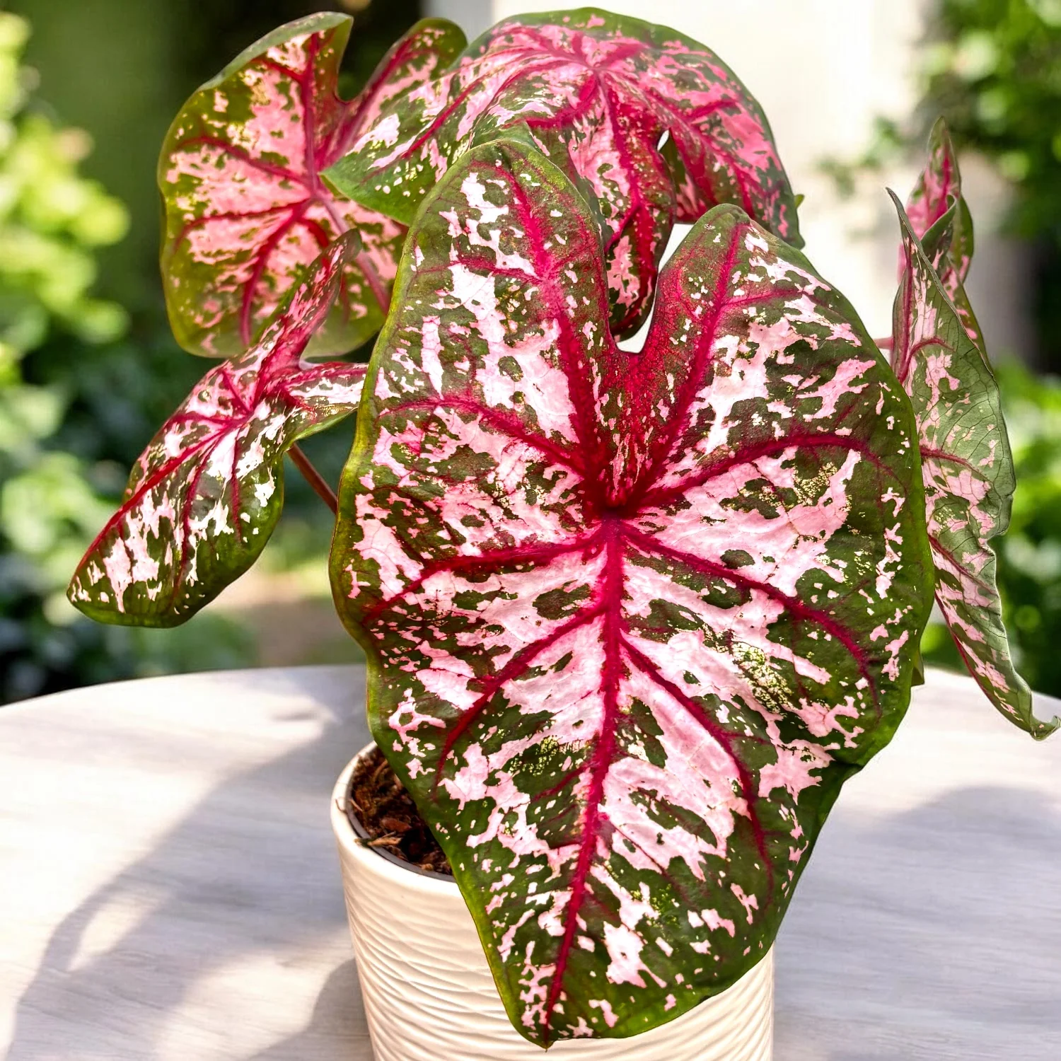 Caladium 'Carolyn Whorton’