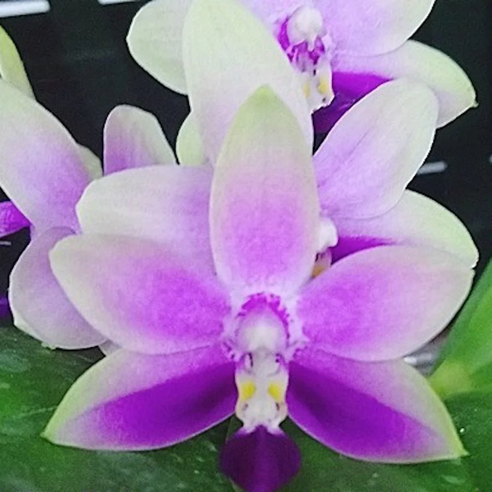 Orhidee Phalaenopsis (Dtps.) Purple Martin '517′