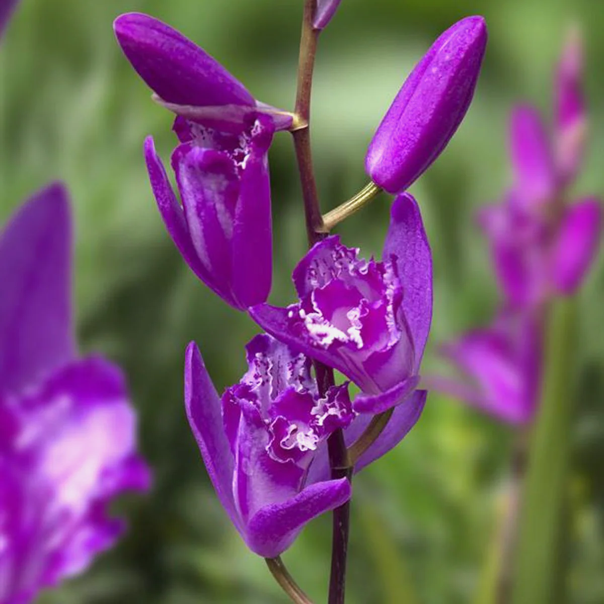 Bletilla 'Shir-Ran’ – Orhidee de gradina