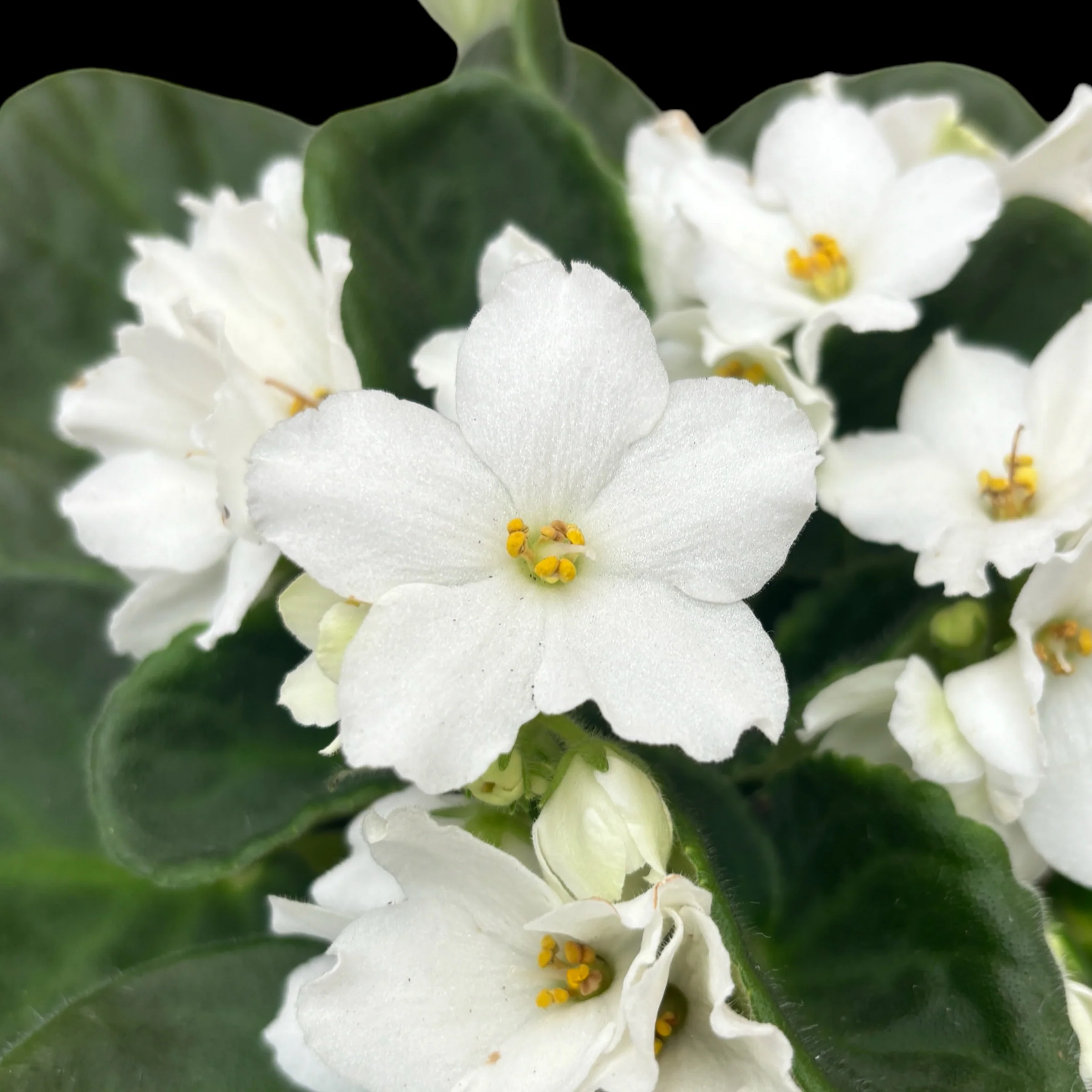 Saintpaulia Inova Spectra Freeze – Violete africane albe