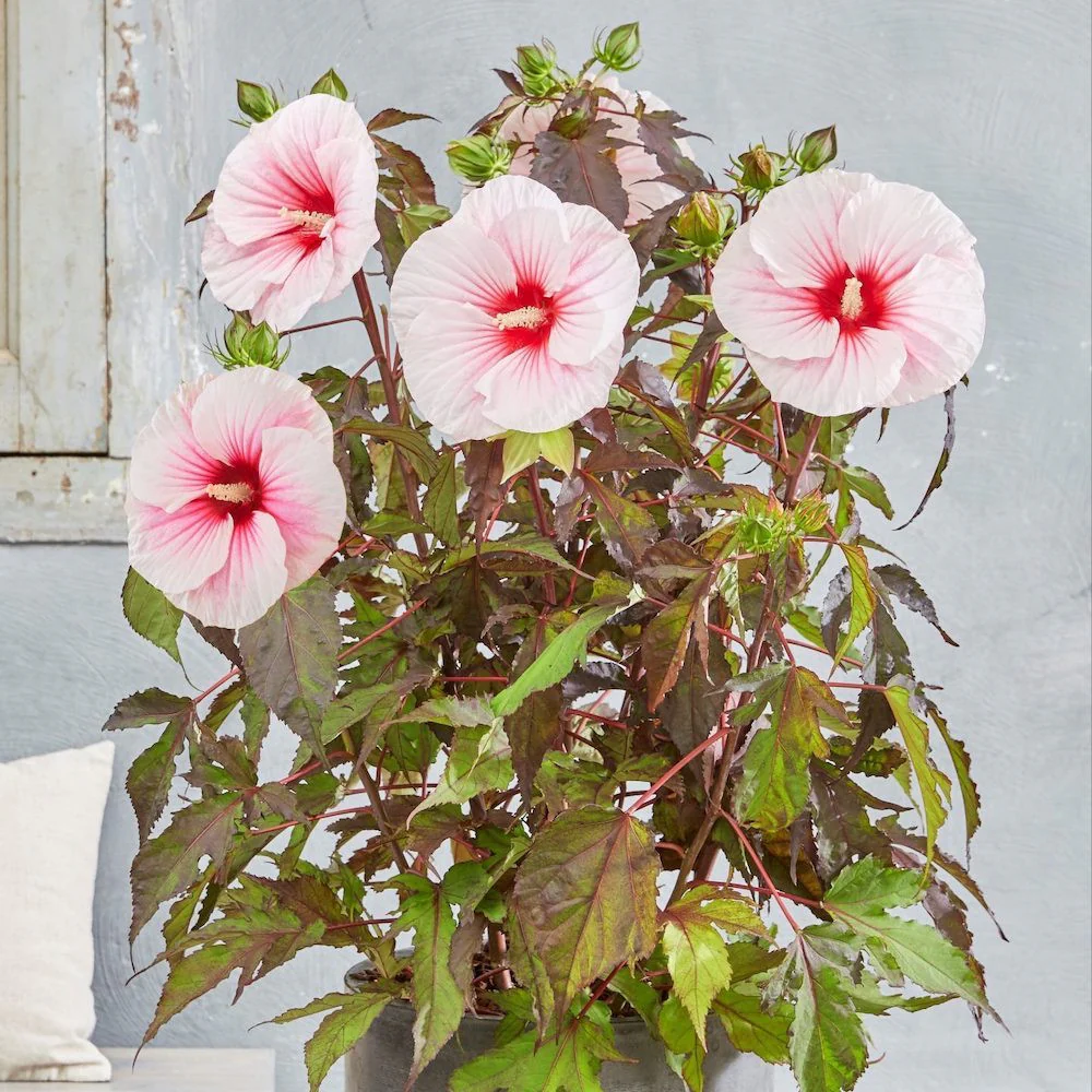Hibiscus moscheutos Carousel ‘Pink Candy’ – hibiscus de gradina cu flori roz uriase