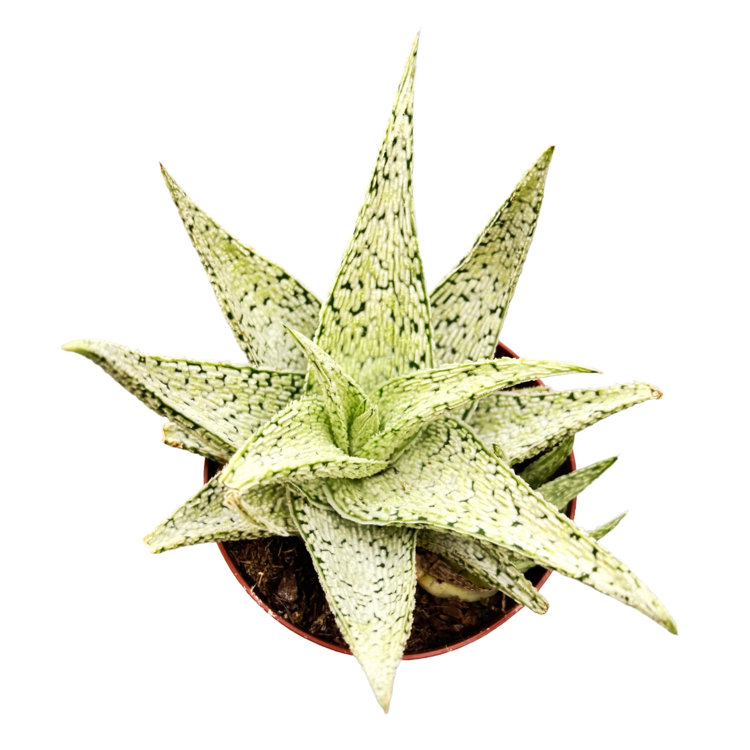 Aloe 'Desert Diamond’