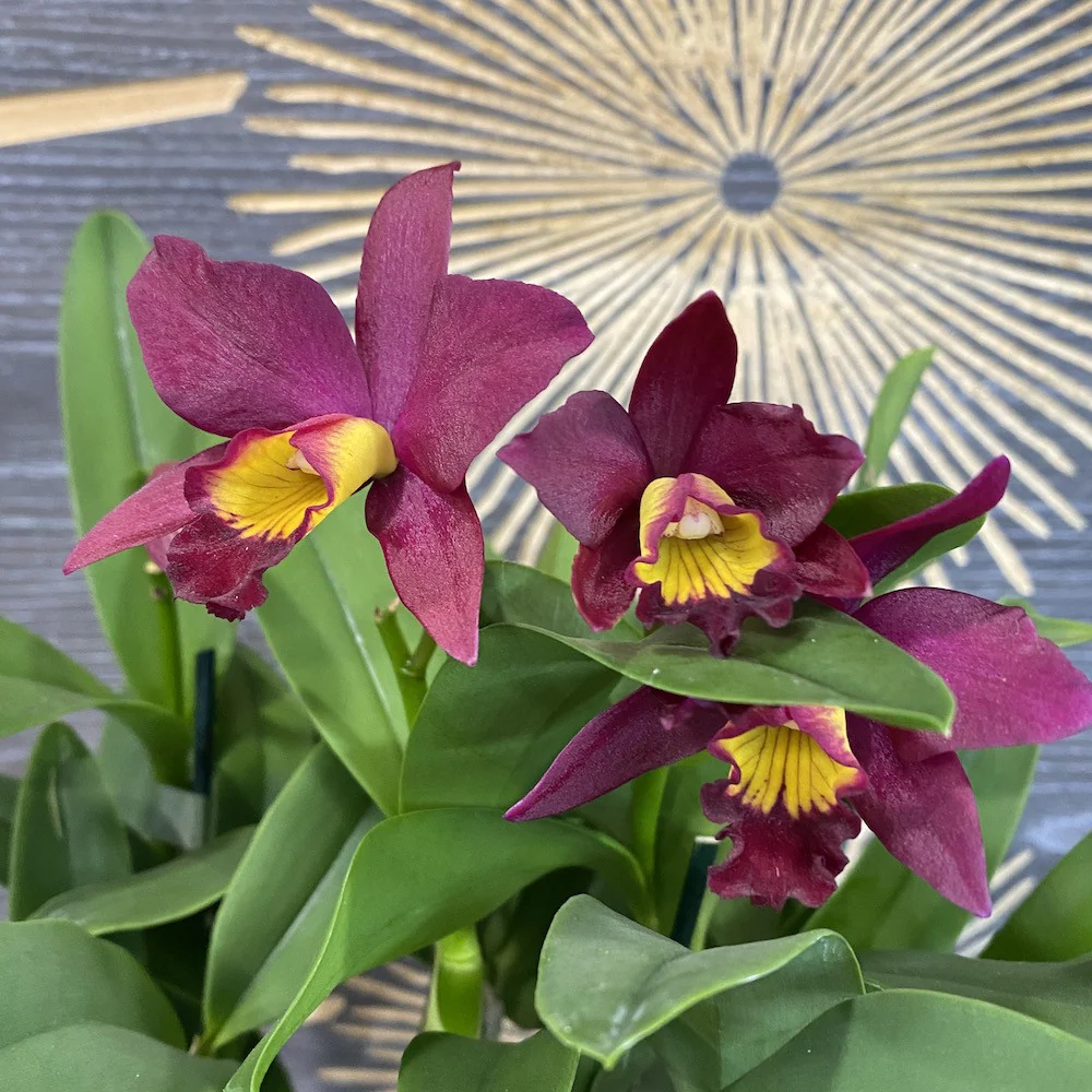 Orhidee Slc. Hsin Buu Lady „Y.T. Beauty” x L. Sincorana (color changing)