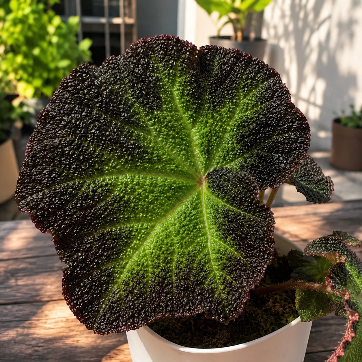Begonia rex 'Soli Mutata’ (Sun-Changing Begonia)
