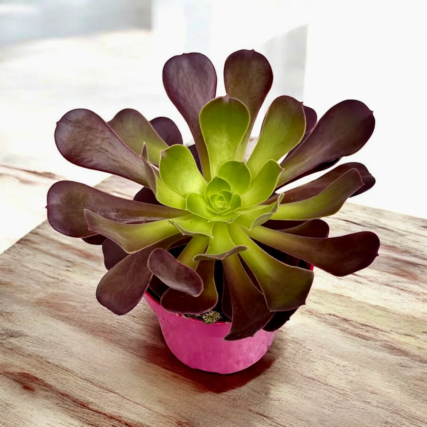 Aeonium arboreum 'Velour’ (trandafirul irlandez)