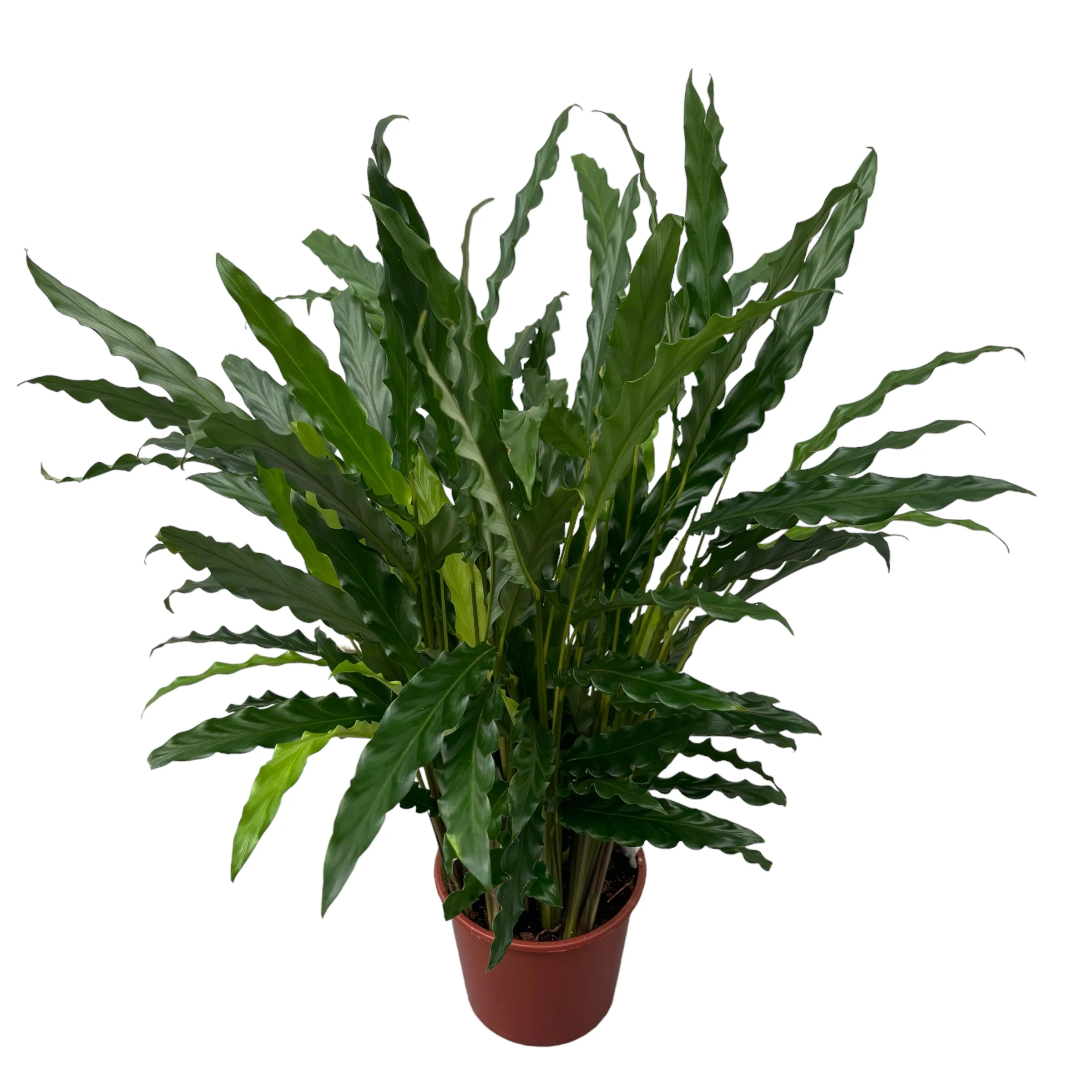 Calathea rufibarba 'Blue Grass’ D17