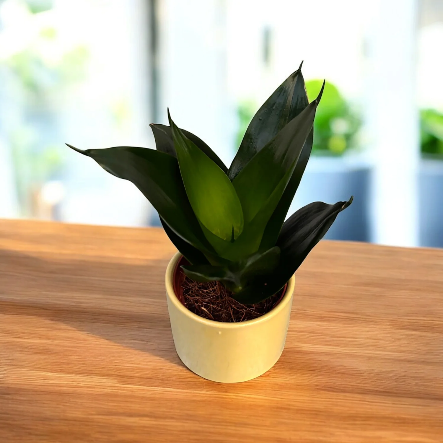 Sansevieria trifasciata 'Black Hahnii’