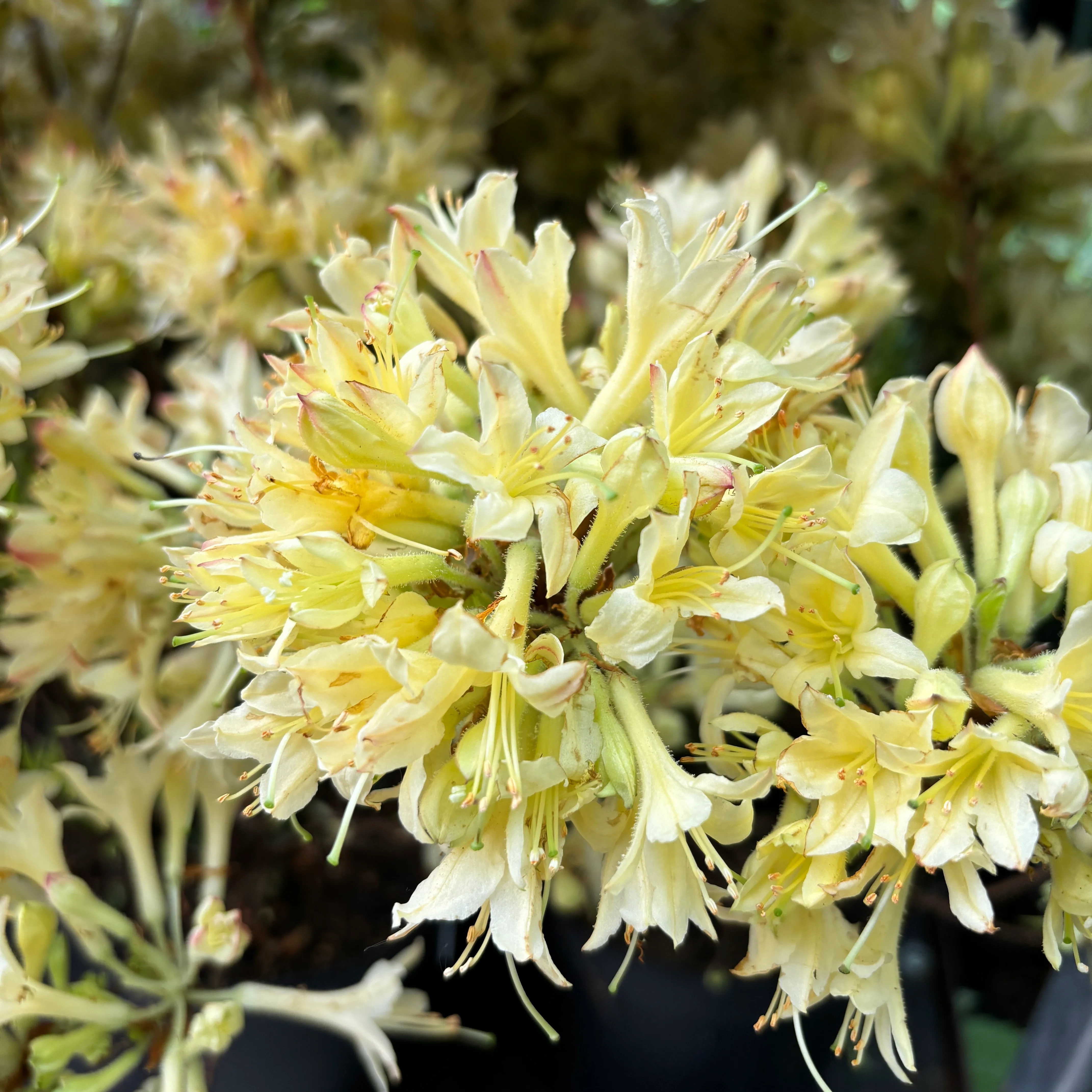 Azalea mollis 'Parfumollis Yellow’ – flori galbene parfumate