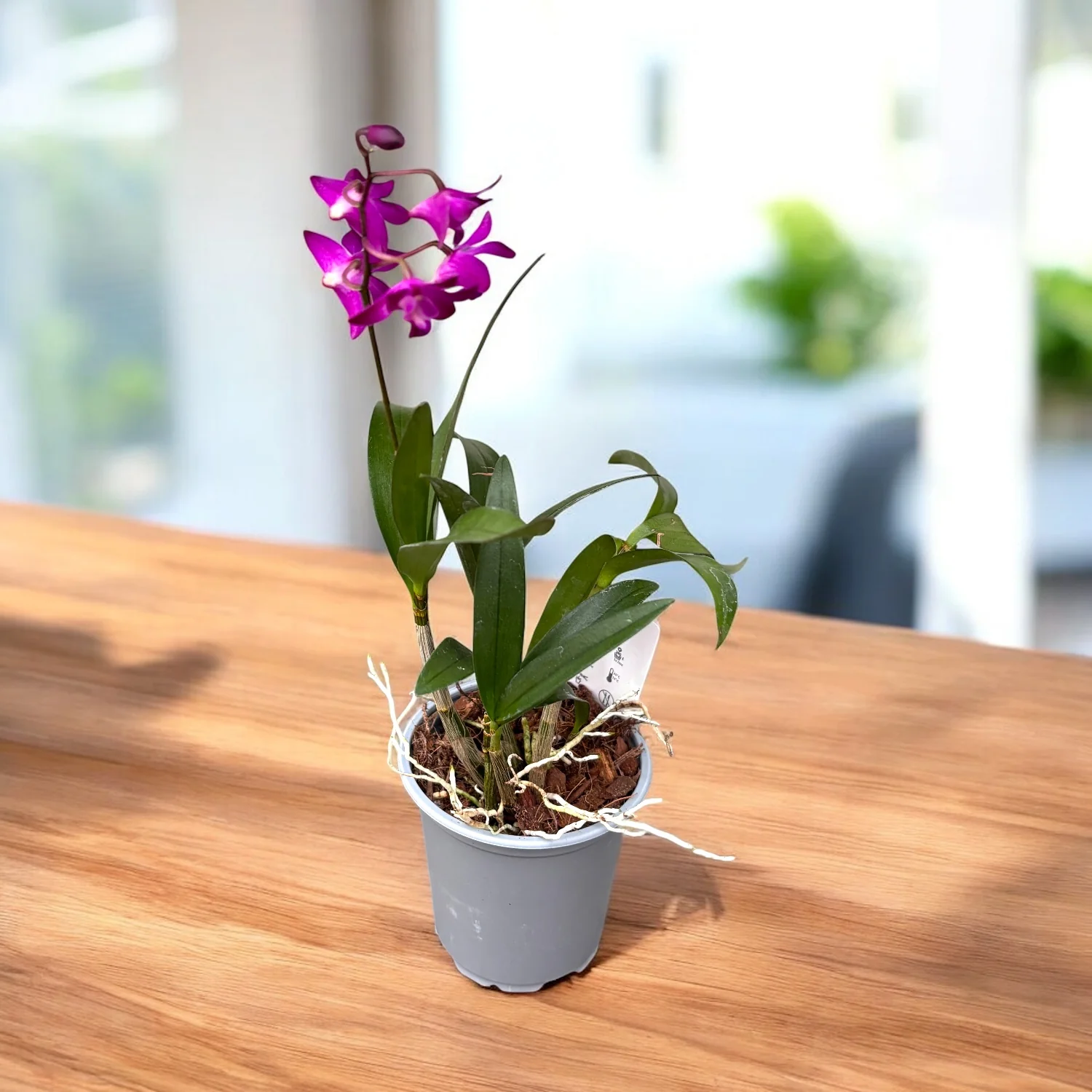 Dendrobium Berry Oda D9 – flori parfumate