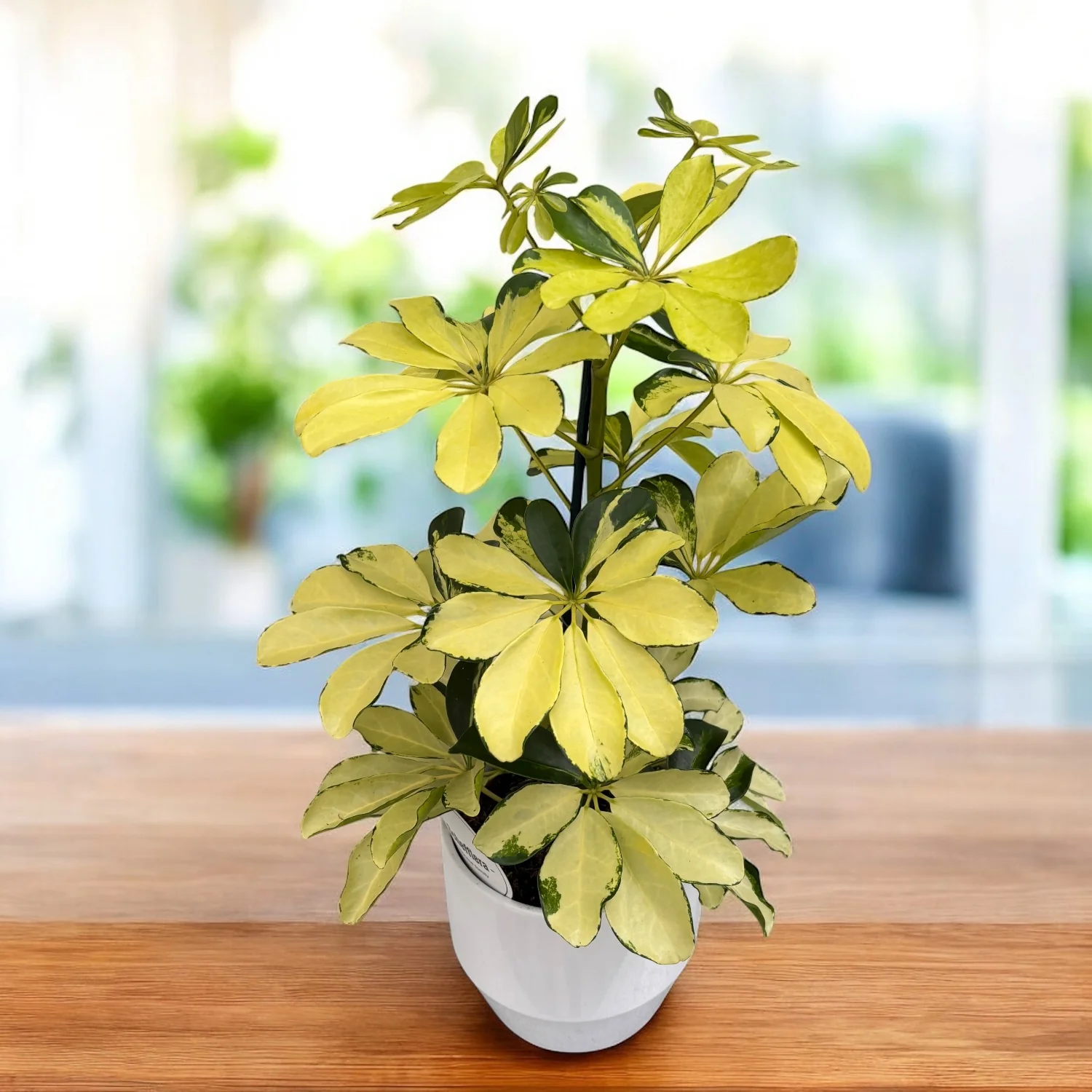 Schefflera arboricola 'Melanie’ (Arborele umbrela) – eleganta compacta cu frunzis verde-lucios