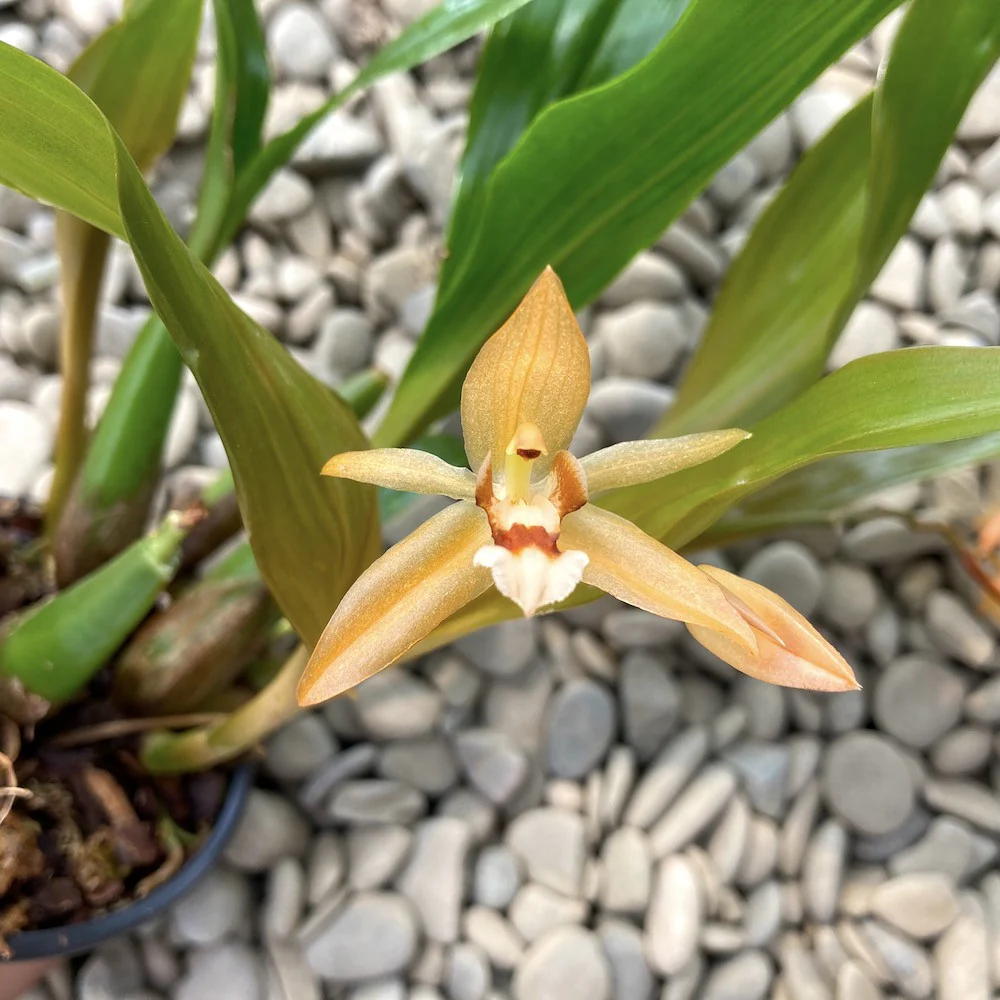 Coelogyne Tiny Hope (speciosa × miniata) *parfumata