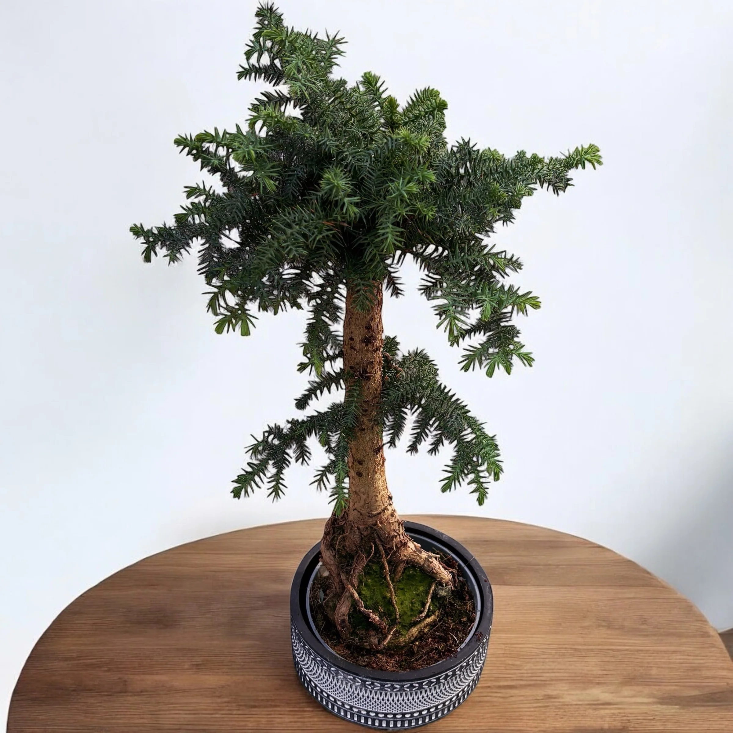 Bonsai Araucaria Cunninghamii in vas deco