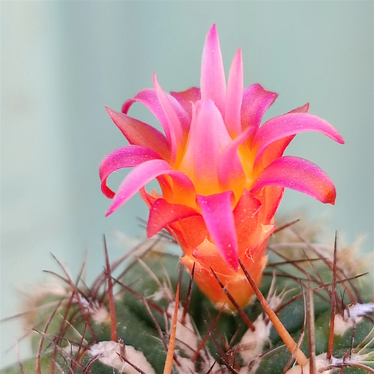 Matucana polzii