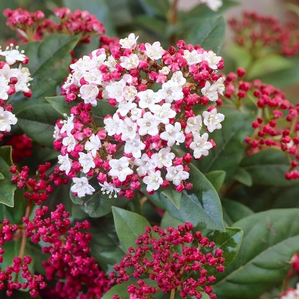 Viburnum tinus ‘Gwenllian’ – arbust decorativ cu flori delicate si frunzis vesnic verde
