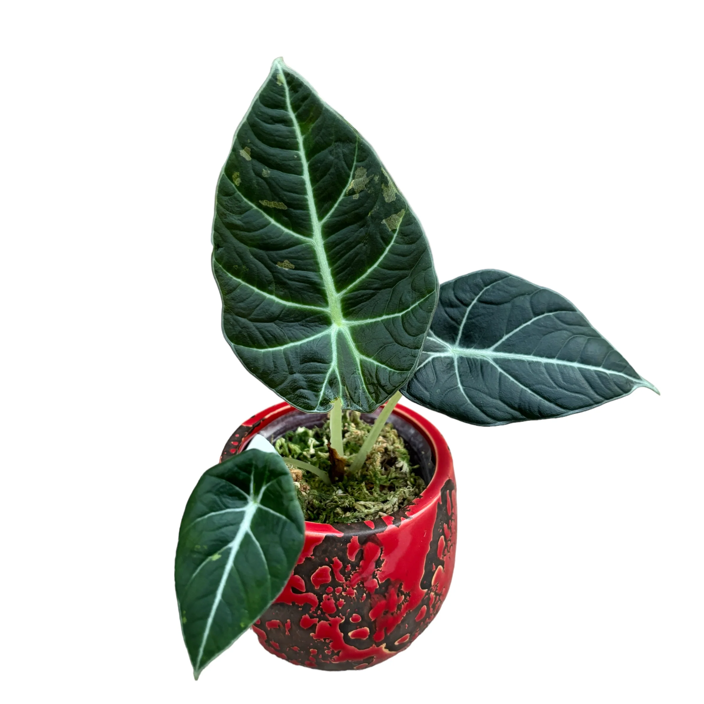 Alocasia reginula 'Black Velvet Variegata’