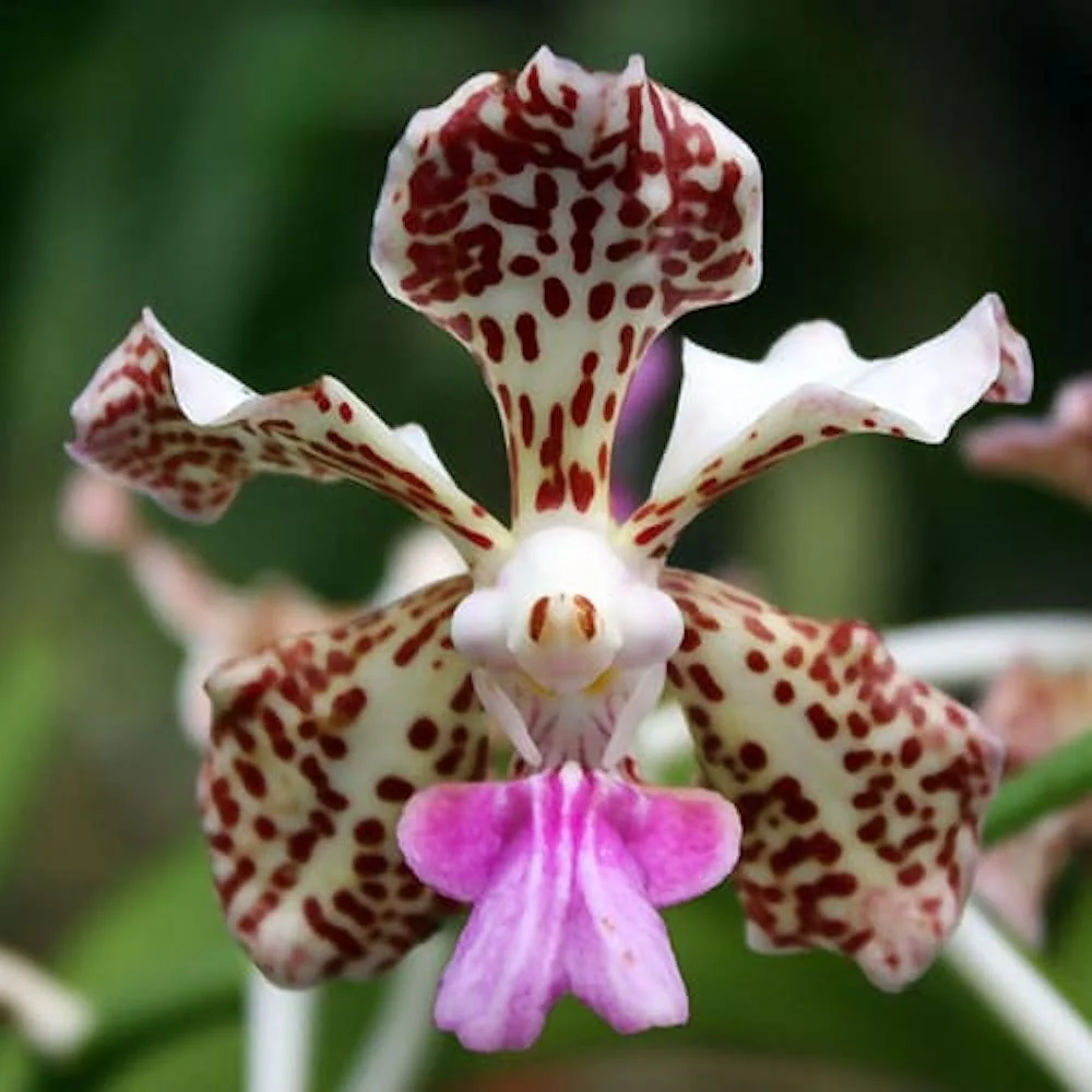 Vanda tricolor *parfumata