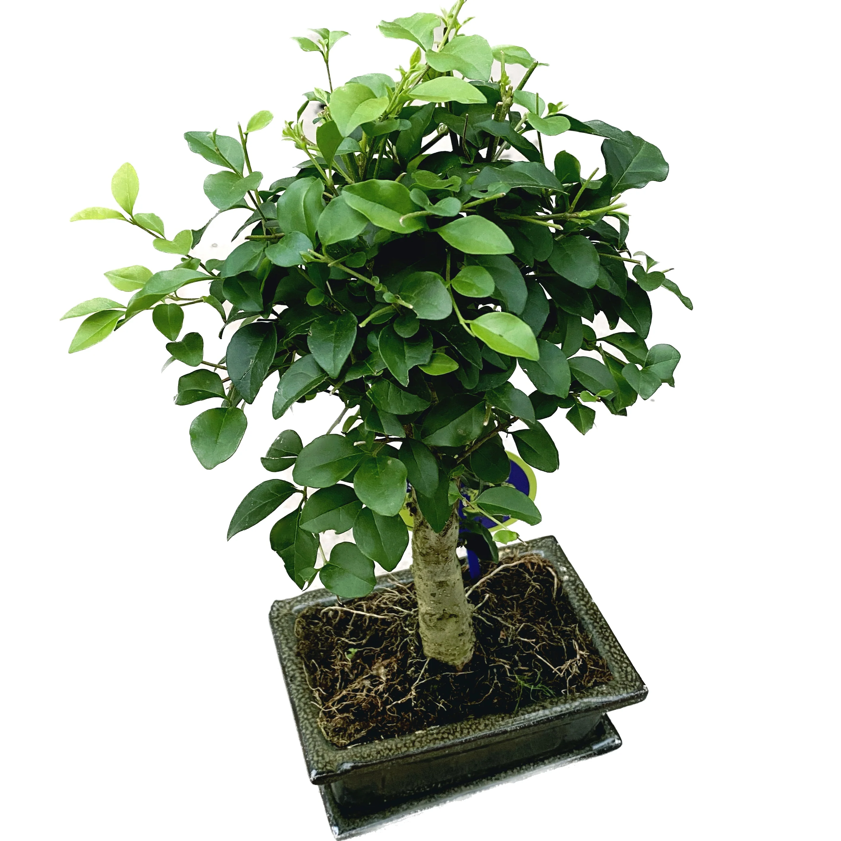 Bonsai Ligustrum – bonsai pentru incepatori